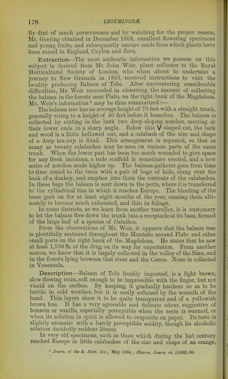 By dint of much perseverance and by watching for the proper season, Mr. Goering obtained in December 1868, excellent flowering specimens and young fruits, and subsequently mature seeds from which plants have been raised in England, Ceylon and Java. Extraction—The most authentic information we possess on this subject is derived from Mr. John Weir, plant collector to the Itoyal Horticultural Society of London, who when about to undertake a journey to New Granada in 1863, received instructions to visit the locality producing Balsam of Tolu. After encountering considerable difficulties, Mr. Weir succeeded in observing the manner of collecting the balsam in the forests near Plato, on the right bank of the Magdalena. Mr. Weir’s information1 may be thus summarized:— The balsam tree has an average height of 70 feet with a straight trunk, generally rising to a height of 40 feet before it branches. The balsam is collected by cutting in the bark two deep sloping notches, meeting at their lower ends in a sharp angle. Below this V-shaped cut, the bark and wood is a little hollowed out, and a calabash of the size and shape of a deep tea-cup is fixed. This arrangement is repeated, so that as many as twenty calabashes may be seen on various parts of the same trunk. When the lower part has been too much wounded to give space for any fresh incisions, a rude scaffold is sometimes erected, and a new series of notches made higher up. The balsam-gatherer goes from time to time round to the trees with a pair of bags of hide, slung over the back of a donkey, and empties into them the contents of the calabashes. In these bags the balsam is sent down to the ports, where it is transferred to the cylindrical tins in which it reaches Europe. The bleeding of the trees goes on for at least eight months of the year, causing them ulti- mately to become much exhausted, and thin in foliage. In some districts, as we learn from another traveller, it is customary to let the balsam flow down the trunk into a receptacle at its base, formed of the large leaf of a species of Calathea. From the observations of Mr. Weir, it appears that the balsam tree is plentifully scattered throughout the Montana around Plato and other small ports on the right bank of the Magdalena. He states that he saw at least 1,500 lb. of the drug on its way for exportation. From another source, we know that it is largely collected in the valley of the Sinu, and in the forests lying between that river and the Cauca. None is collected in Venezuela. Description—Balsam of Tolu freshly imported, is a light brown, slow-flowing resin, soft enough to be impressible with the finger, but not viscid on the surface. By keeping, it gradually hardens so as to be brittle in cold weather, but it is easily softened by the warmth of the hand. Thin layers show it to be quite transparent and of a yellowish brown hue. It has a very agreeable and delicate odour, suggestive of benzoin or vanilla, especially perceptible when the resin is warmed, or when its solution in spirit is allowed to evaporate on paper. Its taste is slightly aromatic with a barely perceptible acidity, though its alcoholic solution decidedly reddens litmus. In very old specimens, such as those which during the last century reached Europe in little calabashes of the size and shape of an orange, 1 Journ. of the R. Hort. Soc., May 1864 ; Pharm. Journ. vi. (1865) 60.