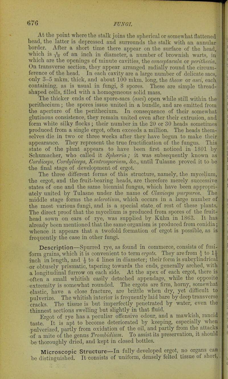 €76 At the point where the stalk joins the spherical or somewhat flattened head, the latter is depressed and surrounds the stalk with an annular border. After a short time there appear on the surface of the head, which is Air of an inch in diameter, a number of brownish warts, in which are the openings of minute cavities, the conceptacula or perithecia. On transverse section, they appear arranged radially round the circum- ference of the head. In each cavity are a large number of delicate sacs, only 3-5 mkm. thick, and about 100 mkm. long, the thecas or and, each containing, as is usual in fungi, 8 spores. These are simple thread- shaped cells, filled with a homogeneous solid mass. The thicker ends of the spore-sacs (cosci) open while still within the perithecium; the spores issue united in a bundle, and are emitted from the aperture of the perithecium. In consequence of their somewhat glutinous consistence, they remain united even after their extrusion, and form white silky flocks ; their number in the 20 or 30 heads sometimes produced from a single ergot, often exceeds a million. The heads them- selves die in two or three weeks after they have begun to make their appearance. They represent the true fructification of the fungus. This state of the plant appears to have been first noticed in 1801 by Schumacher, who called it Spliceria; it was subsequently known as Cordiceps, Cordyliceps, Kentrosporium, &c., until Tulasne proved it to be the final stage of development of ergot. The three different forms of this structure, namely, the mycelium, the ergot, and the fruit-bearing heads, are therefore merely successive states of one and the same biennial fungus, which have been appropri- ately united by Tulasne under the name of Claviceps purpurea. The middle stage forms the sclerotium, which occurs in a large number of the most various fungi, and is a special state, of rest of these plants. The direct proof that the mycelium is produced from spores of the fruit- head sown on ears of rye, was supplied by Kuhn in 1863. It has already been mentioned that the same organism is produced from conidia; whence it appears that a twofold formation of ergot is possible, as is frequently the case in other fungi. Description—Spurred rye, as found in commerce, consists of fusi- form grains, which it is convenient to term ergots. They are from -1 to 1\ inch in length, and ^ to 4 lines in diameter; their form is subcylindrical or obtusely prismatic, tapering towards the ends, generally arched, with a longitudinal furrow on each side. At the apex of each ergot, there, is often°a small whitish easily detached appendage, while the opposite extremity is somewhat rounded. The ergots are firm, horny, somewhat elastic, have a close fracture, are brittle when dry, yet difficult to pulverize. The whitish interior is frequently laid bare by deep transverse cracks. The tissue is but imperfectly penetrated by water, even the thinnest sections swelling but slightly in that fluid. Ero-ot of rye has a peculiar offensive odour, and a mawkish, rancid taste. ° It is apt to become deteriorated by keeping, especially when pulverized, partly from oxidation of the oil, and partly from the attacks . of a mite of the genus Trovibulium. To assist its preservation, it should be thoroughly dried, and kept in closed bottles. Microscopic Structure—In fully developed ergot, no organs can be distinguished. It consists of uniform, densely felted tissue of short,