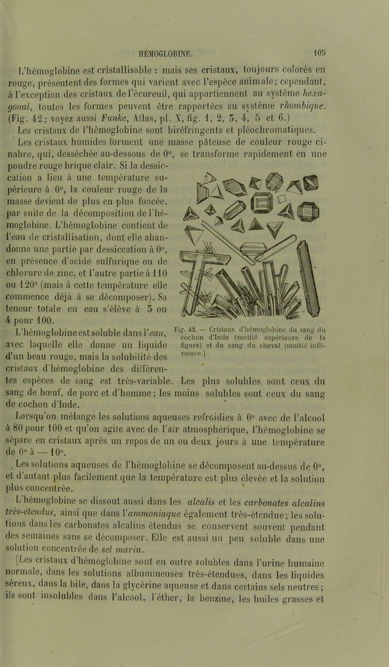 L’hémoglobine est cristallisable : mais ses cristaux, toujours colorés en rouge, présentent des formes qui varient avec l’espèce animale; cependant, à l’exception des cristaux de l’écureuil, qui appartiennent au système hexa- gonal, toutes les formes peuvent être rapportées au système rhombigve. (Fig. 42; voyez aussi Furike, Atlas, pl. X, fig. 1, 2, 5, 4, 5 et 6.) Les cristaux de l’hémoglobine sont biréfringents et pléochromatiques. Les cristaux humides forment une masse pâteuse de couleur rouge ci- nabre, qui, desséchée au-dessous de 0°, se transforme rapidement en une poudre rouge brique clair. Si la dessic- cation a lieu à une température su- périeure à 0°, la couleur rouge de la masse devient de plus en plus foncée, par suite de la décomposition de l’hé- moglobine. L’hémoglobine contient de l’eau de cristallisation, dont elle aban- donne une partie par dessiccation à 0°, en présence d’acide sulfurique ou de chlorure de zinc, et l’autre partie à HO ou 120° (mais à cette température elle commence déjà à se décomposer). Sa teneur totale en eau s’élève à 5 ou 4 pour 100. L’hémoglobine est soluble dans Veau, avec laquelle elle donne un liquide d’un beau rouge, mais la solubilité des cristaux d'hémoglobine des différen- tes espèces de sang est très-variable. Les plus solubles sont ceux du sang de bœuf, de porc et d’homme ; les moins solubles sont ceux du sang de cochon d’Inde. Lorsqu’on mélange les solutions aqueuses refroidies à 0° avec de l’alcool à 80 pour 100 et qu’on agite avec de l’air atmosphérique, l’hémoglobine se sépare en cristaux après un repos de un ou deux jours à une température de 0° à — 10ü. Fig-. 42. — Cristaux d’Ilémoglobine du sang du cochon d’Inde (moitié supérieure de la figure) et du sang du cheval (moitié infé- rieure.) . Les solutions aqueuses de l’hémoglobine se décomposent au-dessus de 0°, et d’autant plus facilement que la température est. plus élevée et la solution plus concentrée. L’hémoglobine se dissout aussi dans les alcalis et les carbonates alcalins très-etendus, ainsi que dans Xammoniaque également très-étendue; lessolu- tions dans les carbonates alcalins étendus se conservent souvent pendant des semaines sans se décomposer. Elle est aussi un peu soluble dans une solution concentrée de sel marin. [Les cristaux d hémoglobine sont en outre solubles dans l’urine humaine normale, dans les solutions albumineuses très-étendues, dans les liquides séreux, dans la bile, dans la glycérine aqueuse et dans certains sels neutres ; ils sont insolubles dans l’alcool, 1 éther, la benzine, les huiles grasses et