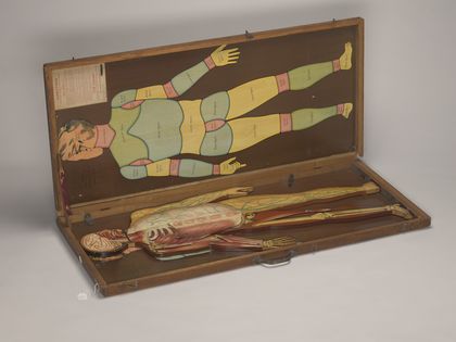 Anatomical figures with detachable parts. Colour lithographs by American Manikin Co., ca. 1890.