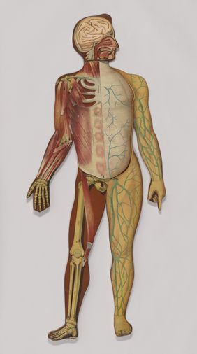 Anatomical figures with detachable parts. Colour lithographs by American Manikin Co., ca. 1890.