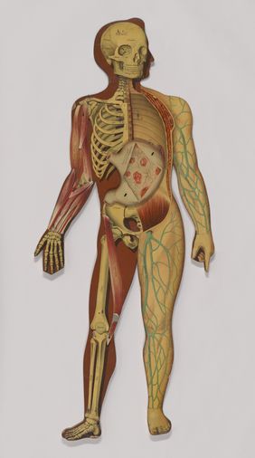 Anatomical figures with detachable parts. Colour lithographs by American Manikin Co., ca. 1890.