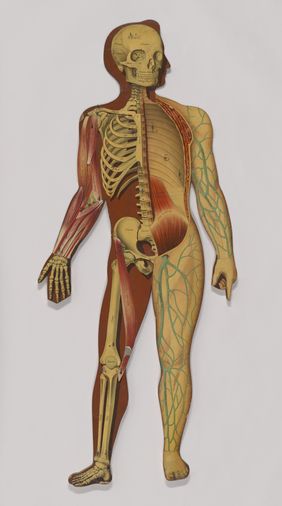 Anatomical figures with detachable parts. Colour lithographs by American Manikin Co., ca. 1890.