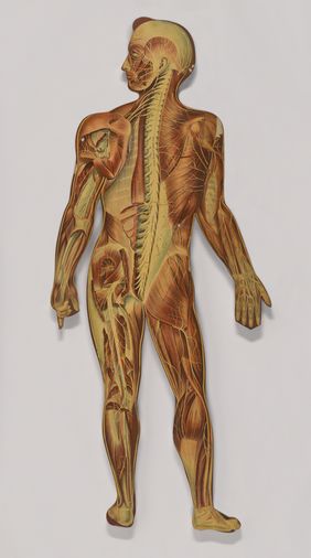 Anatomical figures with detachable parts. Colour lithographs by American Manikin Co., ca. 1890.