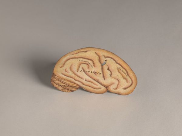 Anatomical figures with detachable parts. Colour lithographs by American Manikin Co., ca. 1890.