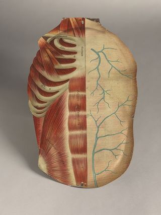 Anatomical figures with detachable parts. Colour lithographs by American Manikin Co., ca. 1890.
