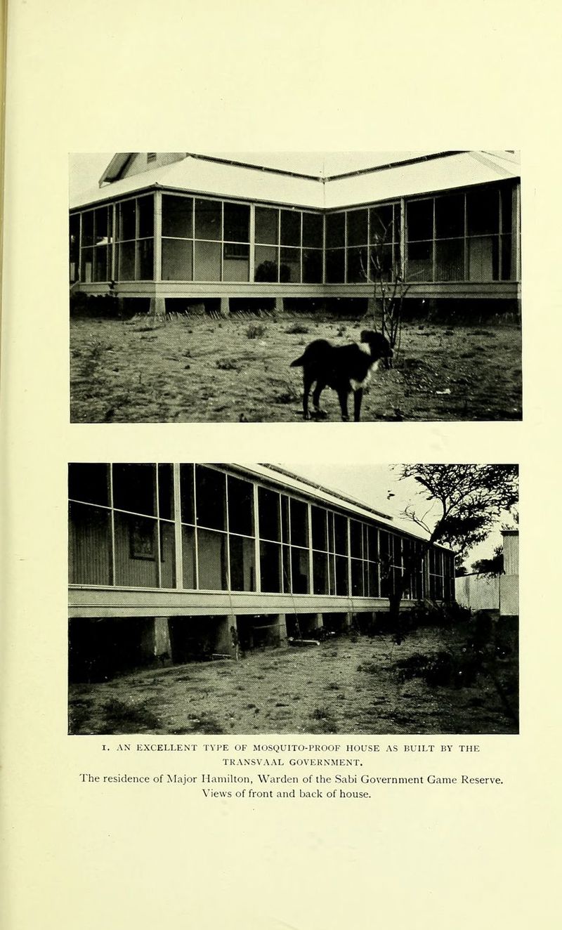 It AN EXCELLENT TYPE OF MOSQUITO-PROOF HOUSE AS BUILT BY THE TRANSVAAL GOVERNMENT. The residence of Major Hamilton, Warden of the Sabi Government Game Reserve. Views of front and back of house.