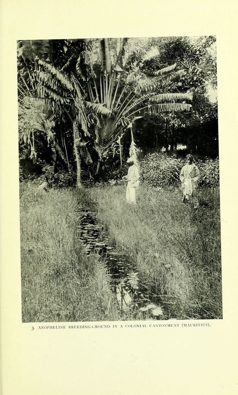 3. ANOPHEL1NE BREEDING-GROUND IN A COLONIAL CANTONMENT (MAURITIUS).