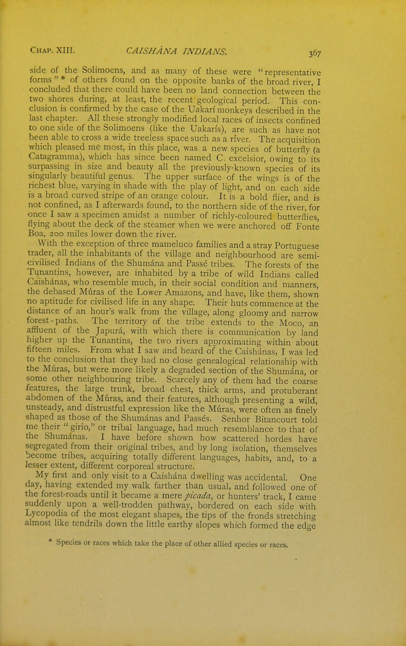 side of the Solimoens, and as many of these were representative forms  * of others found on the opposite banks of the broad river, I concluded that there could have been no land connection between the two shores during, at least, the recent geological period. This con- clusion is confirmed by the case of the Uakan' monkeys described in the last chapter. All these strongly modified local races of insects confined to one side of the Solimoens (like the Uakan's), are such as have not been able to cross a wide treeless space such as a river. The acquisition which pleased me most, in this place, was a new species of butterfly (a Catagramma), which has since been named C. excelsior, owing to its surpassing in size and beauty all the previously-known species of its singularly beautiful genus. The upper surface of the wings is of the richest blue, varying in shade with the play of light, and on each side is a broad curved stripe of an orange colour. It is a bold flier, and is not confined, as I afterwards found, to the northern side of the river, for once I saw a specimen amidst a number of richly-coloured butterfl'ies, flying about the deck of the steamer when we were anchored off Fonte Boa, 200 miles lower down the river. With the exception of three mameluco families and a stray Portuguese trader, all the inhabitants of the village and neighbourhood are semi- civilised Indians of the Shumana and Passe tribes. The forests of the Tunantins, however, are inhabited by a tribe of wild Indians called Caishanas, who resemble much, in their social condition and manners, the debased Muras of the Lower Amazons, and have, like them, showii no aptitude for civilised life in any shape. Their huts commence at the distance of an hour's walk from the village, along gloomy and narrow forest - paths. The territory of the tribe extends to the Moco, an affluent of the Japura, with which there is communication by land higher up the Tunantins, the two rivers approximating within about fifteen miles. From what I saw and heard of the Caishanas, I was led to the conclusion that they had no close genealogical relationship with the Muras, but were more likely a degraded section of the Shumana, or some other neighbouring tribe. Scarcely any of them had the coarse features, the large trunk, broad chest, thick arms, and protuberant abdomen of the Muras, and their features, although presenting a wild, unsteady, and distrustful expression like the Muras, were often as finely shaped as those of the Shumanas and Passes. Senhor Bitancourt told me their  girio, or tribal language, had much resemblance to that of the Shumanas. I have before shown how scattered hordes have segregated from their original tribes, and by long isolation, themselves become tribes, acquiring totally different languages, habits, and, to a lesser extent, different corporeal structure. My first and only visit to a Caishdna dwelling was accidental. One day, having extended my walk farther than usual, and followed one of the forest-roads until it became a mere picada, or hunters' track, I came suddenly upon a well-trodden pathway, bordered on each side with Lycopodia of the most elegant shapes, the tips of the fronds stretching almost like tendrils down the little earthy slopes which formed the edge * Species or races which take the place of other allied species or races.