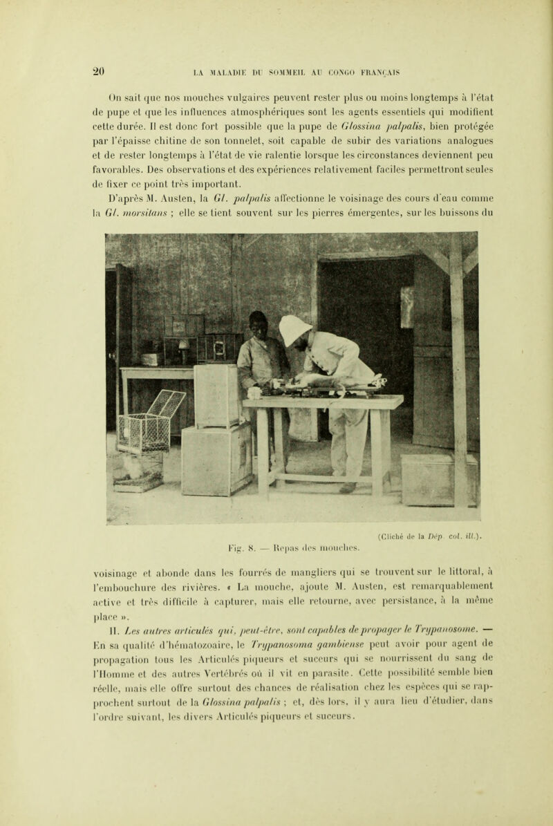 Oïl sait que nos mouches vulgaires peuvent rester plus ou moins longtemps à l'état (le pupe et que les influences atmosphériques sont les agents essentiels qui modifient cette durée. Il est donc fort possihle que la pupe de G/ossùia jmlpalis, bien protégée par l'épaisse chitine de son tonnelet, soit capable de subir des variations analogues et de rester longtemps à l'état de vie ralentie lorsque les circonstances deviennent peu favorables. Des observations et des expériences relativement faciles permettront seules de fixer ce point très important. D'après i\l. Austen, la G/, pa/jxi/is alîectionne le voisinage des cours d'eau comme la G/. morsiUuis ; elle se tient souvent sur les pierres émergentes, sur les buisson.s du ((Cliché (le la Drp cul. ill.). H. — H('|i;is des nioiiclics. voisinage el abonde dans les fourrés de mangliers qui se trouvent sur le littoral, à l'embouchure des rivières. « La mouelie. ajoute M. Austen, est remarquablement active et très difficile à capturer, mais elle retourne, avec persistance, à la même place ». II. Les autres arliculés qui, peul-èlre, sonl capables de propager le 7'ri/paiiosoiiic. — Kn sa qualité d'hématozoaire, le 7'ri/panosoma gambieiisc peut avoir pour agent de propagation tous les Articulés pi(|ueurs et suceurs qui se nourrissent du sang de l'Homme et des autres Vertébrés où il vit en i)arasite. Cette possibilité semble bien réelle, mais elle oll'rc surtout des chances de réalisation chez les espèces (]ui se rap- prochent surtout (\q ]a G/ossina pa/pa/is ; et, dès lors, il y aura lieu d'étudier, dans l'ordre suivant, les divers Articulés piqueurs et suceurs.