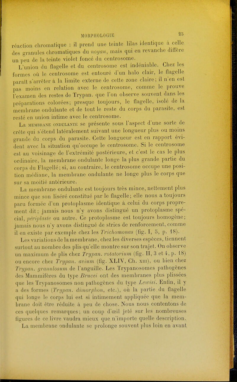 réaction chromatique : il prend une teinte lilas identique cà celle des granules chromatiques du noijau, mais qui en revanche difl'ère un peu de la teinte violet foncé du centrosome. L'union du flagelle et du centrosome est indéniable. Chez les formes où le centrosome est entouré d'un halo clair, le flagelle paraît s'arrêter à la limite externe de cette zone claire; il n'en est pas moins en relation avec le centrosome, comme le prouve l'examen des restes de Trypan. que l'on observe souvent dans les préparations colorées; presque toujours, le flagelle, isolé de la membrane ondulante et de tout le reste du corps du parasite, est resté en union intime avec le centrosome. La MEMBRANE ONDULANTE sc présente sous l'aspect d'une sorte de crête qui s'étend latéralement suivant une longueur plus ou moins o-rande du corps du parasite. Cette longueur est en rapport évi- dent avec la situation qu'occupe le centrosome. Si le centrosome est au voisinage de l'extrémité postérieure, et c'est le cas le plus ordinaire, la membrane ondulante longe la plus grande partie du corps du Flagellé; si, au contraire, le centrosome occupe une posi- tion médiane, la membrane ondulante ne longe plus le corps que sur sa moitié antérieure. La membrane ondulante est toujours très mince, nettement plus mince que son liséré constitué par le flagelle; elle nous a toujours paru formée d'un protoplasme identique à celui du corps propre- ment dit ; jamais nous n'y avons distingué un protoplasme spé- cial, pêriplaste ou autre. Ce protoplasme est toujours homogène; jamais nous n'y avons distingué de stries de renforcement, comme il en existe par exemple chez les Trichomonas (%. I, 5, p. 18). Les variations de la membrane, chez les diverses espèces, tiennent surtout au nombre des plis qu'elle montre sur son trajet. On observe un maximum de plis chez Trypan. rotatorium (fig. II, 3 et 4, p. 18) ou encore chez Trypan. avium (tig. XLIV, Ch. xni), ou bien chez Trypan. granulosum de l'anguille. Les Trypanosomes pathogènes des Mammifères du type Brucei ont des membranes plus plissées que les Trypanosomes non pathogènes du type Leioisi. Enfin, il y a des formes [Trypan. diniorphon, etc.), où la partie du flagelle qui longe le corps lui est si intimement appliquée que la mem- brane doit être réduite à peu de chose. Nous nous contentons de ces quelques remarques; un coup d'oeil jeté sur les nombreuses figures de ce livre vaudra mieux que n'importe quelle description. La membrane ondulante se prolonge souvent plus loin en avant