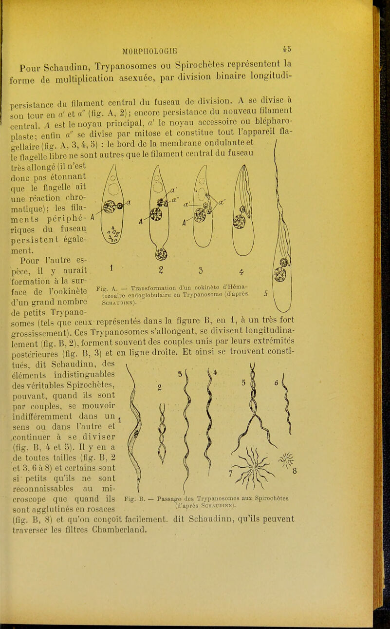 Pour Schaudinn, Trypanosomes ou Spirochètcs représentent la forme de multiplication asexuée, par division binaire longiludi- persistance du filament central du fuseau de division. A se divise à son tour en a' et a (fig. A, 2); encore persistance du nouveau filament central. A est le noyau principal, a' le noyau accessoire ou blépharo- plaste- enfin a se divise par mitose et constitue tout l'appareil fla- o-ellair'e (fig. A, 3, 4, 5) : le bord de la membrane ondulante et ' Te flagelle libre ne sont autres que le filament central du fuseau très allongé (il n'est donc pas étonnant que le flagelle ait une réaction chro- matique); les fila- ments périphé- riques du fuseau persistent égale- ment. Pour l'autre es- pèce, il y aurait formation à la sur- face de l'ookinète d'un grand nombre de petits Trypano- somes (tels que ceux représentés dans la figure B, en 1, à un très fort grossissement). Ces Trypanosomes s'allongent, se divisent longitudina- lement (fig. B, 2), forment souvent des couples unis par leurs extrémités postérieures (fig. B, 3) et en ligne droite. Et ainsi se trouvent consti- tués, dit Schaudinn, des éléments indistinguables des véritables Spirochètes, pouvant, quand ils sont par couples, se mouvoir indifféremment dans un, sens ou dans l'autre et .continuer à se diviser (fig. B, 4 et o). Il y en a de toutes tailles (fig. B, 2 et 3, 6 à 8) et certains sont si petits qu'ils ne sont reconnaissables au mi- croscope que quand ils sont agglutinés en rosaces (fig. B, 8) et qu'on conçoit facilement, dit Schaudinn, qu'ils peuvent traverser les filtres Ghambcrland. Fig. A.. — Transformation d'un ookinètc d'Héma- tozoaire endoglobulairo en Trypanosome (d'après Schaudinn). Fig. B. — Passage des Trypanosomes aux Spirocliôtos (d'après Schaudinn).