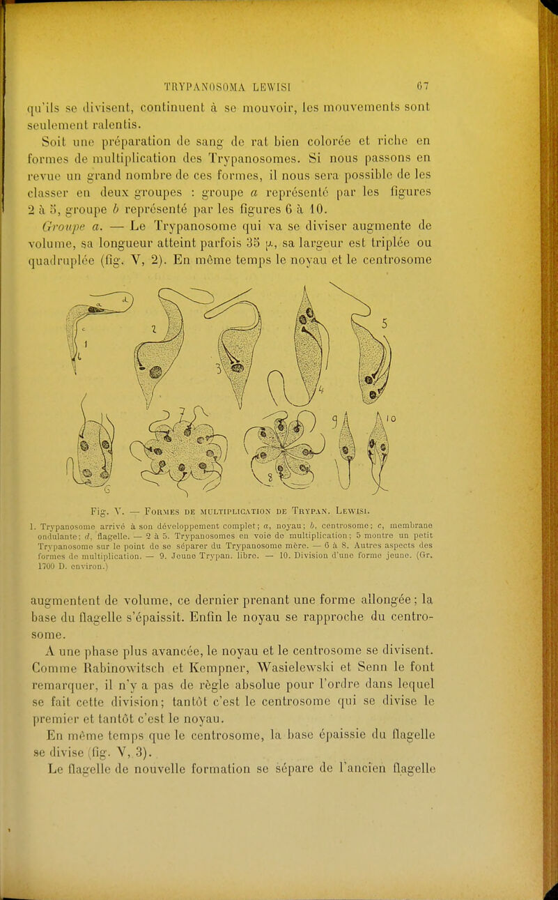 qu'ils se divisent, continuent à se mouvoir, les mouvements sont seulement ralentis. Soit une préparation de sang de rat bien colorée et riche en formes de multiplication des Trypanosomes. Si nous passons en revue un grand nombre de ces formes, il nous sera possible de les classer en deux groupes : groupe a représenté par les figures 2 à 5, groupe h représenté par les figures 6 à 10. Groupe a. — Le Trypanosome qui va se diviser augmente de volume, sa longueur atteint parfois 3S p., sa largeur est triplée ou quadruplée (fig. V, 2). En môme temps le noyau et le centrosome Fig. Y. — Formes de multiplication de Trypan. Lewisi. 1. Trypanosome arrivé à son développement complet ; a, noyau; 4, centrosome; c, membrane ondulante; d, flagelle. — 2 à 5. Trypanosomes en voie de multiplication; 5 montre un petit Trypanosome sur le point de se séparer du Trypanosome mère. — 6 à 8. Autres aspects des formes de multiplication. — 9. Jeune Trypan. libre. — 10. Division d'une forme jeune. (Gr. 17Ù0 D. environ.) augmentent de volume, ce dernier prenant une forme allongée; la base du flagelle s'épaissit. Enfin le noyau se rapproche du centro- some. A une phase plus avancée, le noyau et le centrosome se divisent. Comme Rabinowitsch et Kempner, Wasielewski et Senn le font remarquer, il n'y a pas de règle absolue pour l'ordre dans lequel se fait cette division; tantôt c'est le centrosome qui se divise le premier et tantôt c'est le noyau. En même temps que le centrosome, la base épaissie du flagelle se divise (fig. Y,.3). Le flagelle de nouvelle formation se sépare de l'ancien flagelle