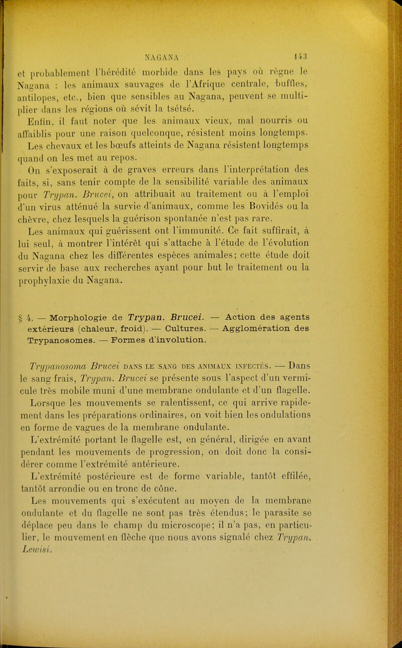 et probablement l'hérédité morbide dans les pays oii règne le Nagana : les animaux sauvages de l'Afrique centrale, buffles, antilopes, etc., bien que sensibles au Nagana, peuvent se multi- [)lier dans les régions où sévit la tsétsé. Enfin, il faut noter que les animaux vieux, mal nourris ou affaiblis pour une raison quelconque, résistent moins longtemps. Les chevaux et les bœufs atteints de Nagana résistent longtemps quand on les met au repos. On s'exposerait à de graves erreurs dans l'interprétation des faits, si, sans tenir compte de la sensibilité variable des animaux pour Trypan. Brucei, on attribuait au traitement ou à l'emploi d'un virus atténué la survie d'animaux, comme les Bovidés ou la chèvre, chez lesquels la guérison spontanée n'est pas rare. Les animaux qui guérissent ont l'immunité. Ce fait suffirait, à lui seul, à montrer l'intérêt qui s'attache à l'étude de l'évolution du Nagana chez les différentes espèces animales ; cette étude doit servir de base aux recherches ayant pour but le traitement ou la prophylaxie du Nagana. §4. — Morphologie de Trypan. Brucei. — Action des agents extérieurs (clialeur, froid). — Cultures. — Agglomération des Trypanosomes. — Formes d'involution. Trypanosoma Brucei dans le saxg des animaux infectés. — Dans le sang fixais, Trypan. Brucei se présente sous l'aspect d'un vermi- cule très mobile muni d'une membrane ondulante et d'un flagelle. Lorsque les mouvements se ralentissent, ce qui arrive rapide- ment dans les préparations ordinaires, on voit bien les ondulations en forme de vagues de la membrane ondulante. L'extrémité portant le flagelle est, en général, dirigée en avant pendant les mouvements de progression, on doit donc la consi- dérer comme l'extrémité antérieure. L'extrémité postérieure est de forme variable, tantôt effilée, tantôt arrondie ou en tronc de cône. Les mouvements qui s'exécutent au moyen de la membrane ondulante et du flagelle ne sont pas très étendus; le parasite se déplace peu dans le champ du microscope; il n'a pas, en particu- lier, le mouvement en flèche que nous avons signalé chez Trypan. Lewisi.