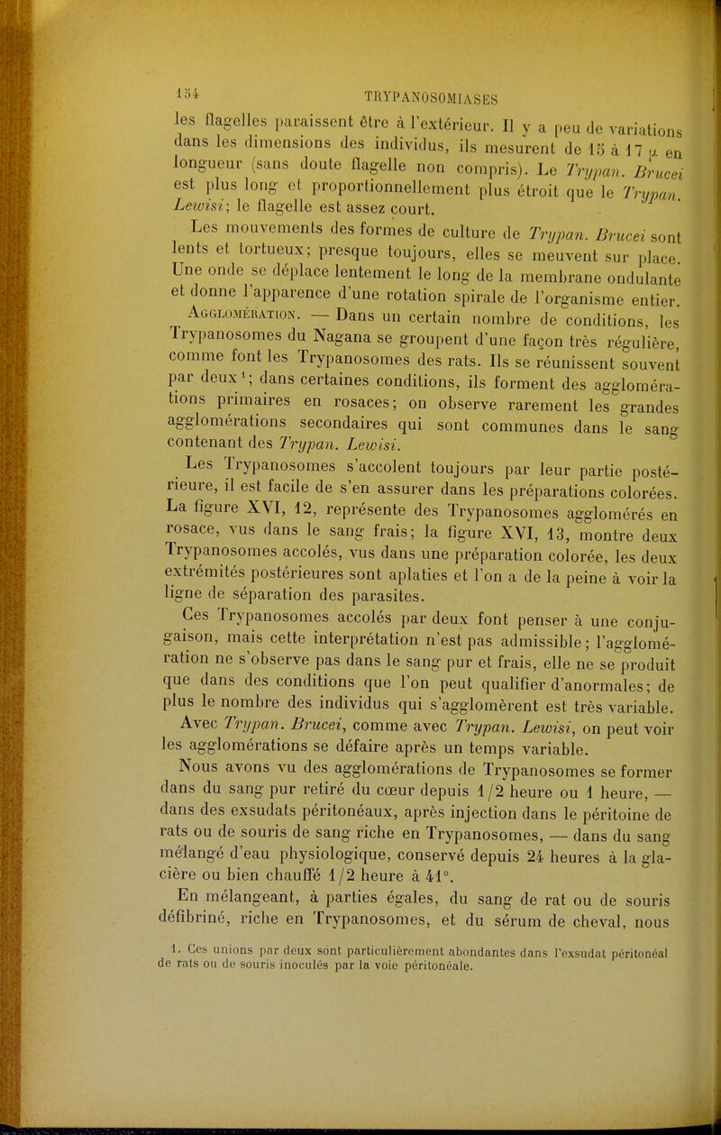 les flagelles paraissent être à l'extérieur. Il y a peu de variations dans les dimensions des individus, ils mesurent de 15 à 17 u en longueur (sans doute flagelle non compris). Le Trypan. Brucei est plus long et proportionnellement plus étroit que le Trypan Leioisi; le flagelle est assez court. Les mouvements des formes de culture de Trypan. Brucei sont lents et tortueux; presque toujours, elles se meuvent sur place Une onde se déplace lentement le long de la membrane ondulante et donne l'apparence d'une rotation spirale de l'organisme entier AGGL03IÉRAÏI0N. — Daus Un certain nombre de conditions, les Trypanosomes du Nagana se groupent d'une façon très régulière, comme font les Trypanosomes des rats. Ils se réunissent souvent par deux»; dans certaines conditions, ils forment des aggloméra- tions primaires en rosaces; on observe rarement les grandes agglomérations secondaires qui sont communes dans le sang contenant des Trypan. Leivisi. Les Trypanosomes s'accolent toujours par leur partie posté- rieure, il est facile de s'en assurer dans les préparations colorées. La figure XVI, 12, représente des Trypanosomes agdomérés en rosace, vus dans le sang frais; la figure XVI, 13, montre deux Trypanosomes accolés, vus dans une préparation colorée, les deux extrémités postérieures sont aplaties et l'on a de la peine à voir la ligne de séparation des parasites. Ces Trypanosomes accolés par deux font penser à une conju- gaison, mais cette interprétation n'est pas admissible; l'agglomé- ration ne s'observe pas dans le sang pur et frais, elle ne se produit que dans des conditions que l'on peut qualifier d'anormales ; de plus le nombre des individus qui s'agglomèrent est très variable. Avec Trypan. Brucei, comme avec Trypan. Lewisi, on peut voir les agglomérations se défaire après un temps variable. Nous avons vu des agglomérations de Trypanosomes se former dans du sang pur retiré du cœur depuis 1 /2 heure ou 1 heure, — dans des exsudats péritonéaux, après injection dans le péritoine de rats ou de souris de sang riche en Trypanosomes, — dans du sang mélangé d'eau physiologique, conservé depuis 24 heures à la gla- cière ou bien chauffé 1 /2 heure à 41°. En mélangeant, à parties égales, du sang de rat ou de souris défîbriné, riche en Trypanosomes, et du sérum de cheval, nous 1. Ces unions par deux sont particulièrement abondantes dans l'exsudat péritonéal de rats ou de souris inoculés par la voie péritonéale.