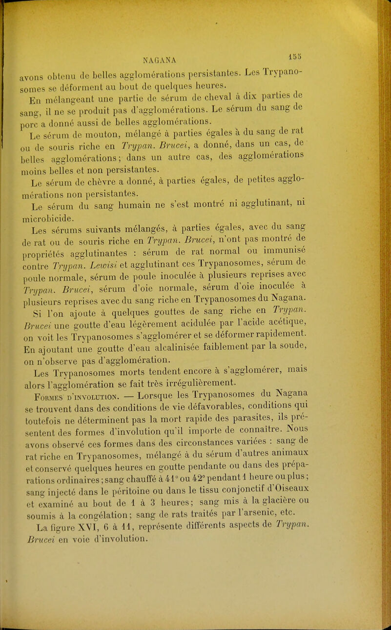 avons obtenu de belles agglomérations persistantes. Les ïrypano- somes se déforment au bout de quelques heures. En mélangeant une partie do sérum de cheval à dix parties de sang, il ne se produit pas d'agglomérations. Le sérum du sang de porc a donné aussi de belles agglomérations. Le sérum de mouton, mélangé à parties égales à du sang de rat ou de souris riche en Trypan. Brucei, a donné, dans un cas, de belles agglomérations; dans un autre cas, des agglomérations moins belles et non persistantes. Le sérum de chèvre a donné, à parties égales, de petites agglo- mérations non persistantes. Le sérum du sang humain ne s'est montré ni agglutinant, m microbicide. Les sérums suivants mélangés, à parties égales, avec du sang de rat ou de souris riche en Trypan. Brucei, n'ont pas montré de propriétés agglutinantes : sérum de rat normal ou immunisé contre Trypan. Lewisi et agglutinant ces Trypanosomes, sérum de l)0ule normale, sérum de poule inoculée à plusieurs reprises avec Trypan. Brucei, sérum d'oie normale, sérum d'oie inoculée à plusieurs reprises avec du sang riche en Trypanosomes du Nagana. Si l'on ajoute à quelques gouttes de sang riche en Trypan. Brucei une goutte d'eau légèrement acidulée par l'acide acétique, on voit les Trypanosomes s'agglomérer et se déformer rapidement. En ajoutant une goutte d'eau alcalinisée faiblement par la soude, on n'observe pas d'agglomération. Les Trypanosomes morts tendent encore à s'agglomérer, mais alors l'agglomération se fait très irrégulièrement. FoBMES d'inyolution. — Lorsque les Trypanosomes du Nagana se trouvent dans des conditions de vie défavorables, conditions qui toutefois ne déterminent pas la mort rapide des parasites, ils pré- sentent des formes d'involution qu'il importe de connaître. Nous avons observé ces formes dans des circonstances variées : sang de rat riche en Trypanosomes, mélangé à du sérum d'autres animaux et conservé quelques heures en goutte pendante ou dans des prépa- rations ordinaires ; sang chauffé à 41 ou 42 pendant 4 heure ou plus ; sang injecté dans le péritoine ou dans le tissu conjonctif d'Oiseaux et examiné au bout de 1 à 3 heures; sang mis à la glacière ou soumis à la congélation; sang de rats traités par l'arsenic, etc. La figure XVI, 6 à il, représente ditîérents aspects de Trypan. Brucei en voie d'involution.