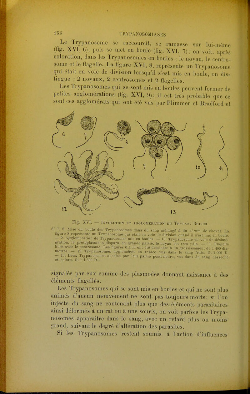 Le ïrypanosome se raccourcit, se ramasse sur lui-môme (fig. XVI, 6), puis se met en boule (fig. XVI, 7); on voit, après coloration, dans les ïrypanosomes en boules : le noyau, le centro- some et le flagelle. La figure XVI, 8, représente un ïrypanosome qui était en voie de division lorsqu'il s'est mis en boule, on dis- tingue : 2 noyaux, 2 centrosomes et 2 flagelles. Les Trypanosomes qui se sont mis en boules peuvent former de petites agglomérations (fig. XVI, 9); il est très probable que ce sont ces agglomérats qui ont été vus par Plimmer et Bradford et Fig. XVI. — Involution et agglomération du Trypan. Brucei. s 7, 8. Mise en boule des Trypanosomes dans du sang mélangé à du sérum de clicval. La figure S représente un Trypanosome qui était en voie do division quand il s'est mis en boule. — 9. Agglomération do Trypanosomes mis en boules. — 10. Trypanosome en voie do désinté- Sration, le protoplasme a disparu en grande partie, le noyau est très paie. — 11. Flafelle libre avec le centrosorae. Les ligures 6 à 11 ont été dessinées à un grossissement de 1 JOo'dia- mètres. — 12. Trypanosomes agglomérés en rosace vus dans le sang frais. G. 1 000 D. — 13. Deux Trypanosomes accolés par leur partie postérieure, vus dans du san^^ desséché et coloré. G. : 1 600 D. ° signalés par eux comme des plasmodes donnant naissance à des éléments flagellés. Les Trypanosomes qui se sont mis en boules et qui ne sont plus animés d'aucun mouvement ne sont pas toujours morts ; si l'on injecte du sang ne contenant plus que des éléments parasitaires ainsi déformés à un rat ou à une souris, on voit parfois les Trypa- nosomes apparaître dans le sang, avec un retard plus ou moins grand, suivant le degré d'altération des parasites. Si les Trypanosomes restent soumis cà l'action d'influences