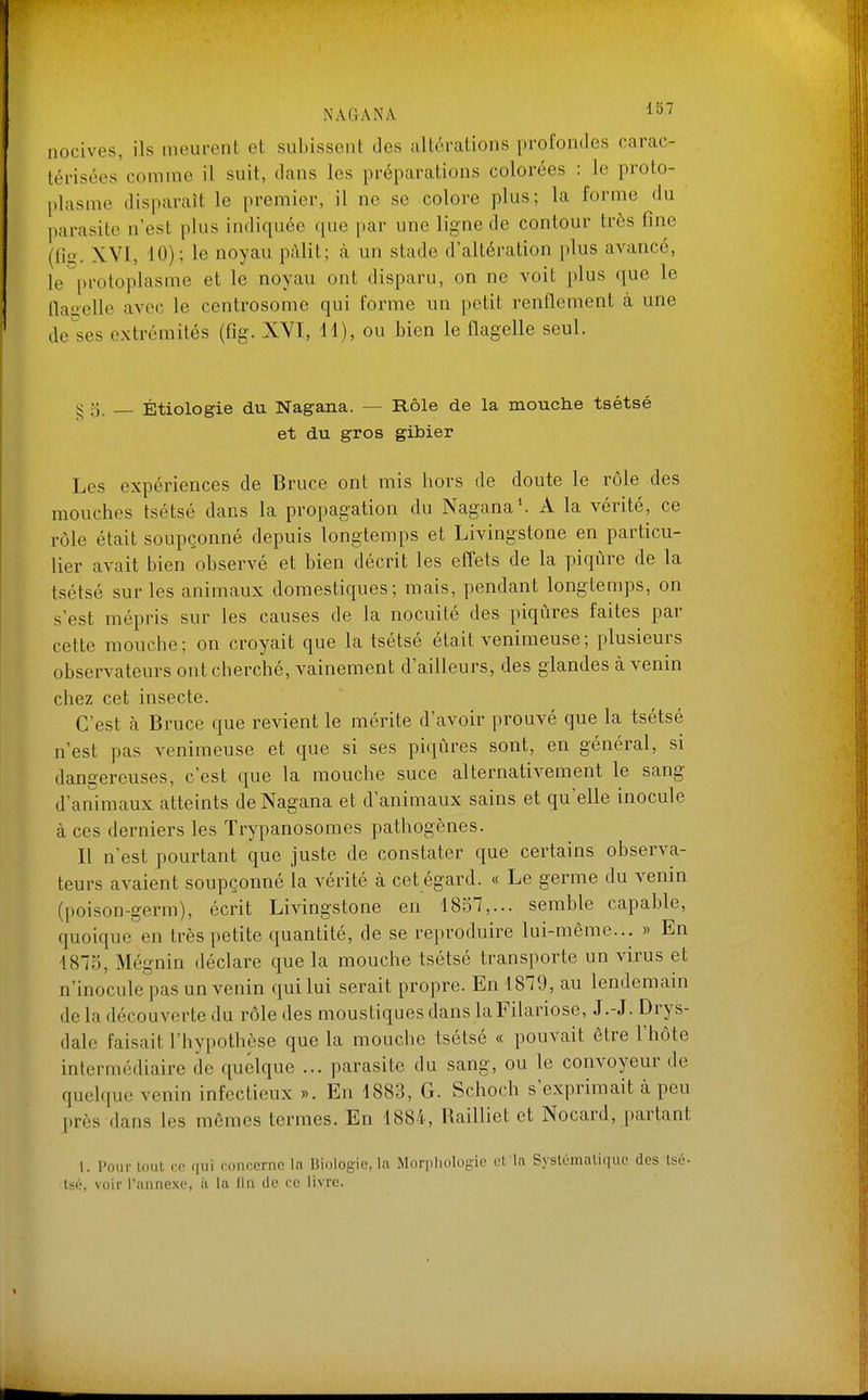 NAGANA 1^^ nocives, ils ineurenl et subissent des altérations profondes carac- térisées'comme il suit, dans les préparations colorées : le proto- plasme disparaît le premier, il ne se colore plus; la forme du parasite n'est plus indiquée que par une ligne de contour très fine (li^. XVI, 10); le noyau pùlit; à un stade d'altération plus avancé, le iu'otoplasme et le noyau ont disparu, on ne voit plus que le lla^ello avec le centrosome qui forme un petit renflement à une de ses extrémités (fig. XYI, dl), ou bien le flagelle seul. 55 0. — Étiologie du Nagana. — Rôle de la mouche tsétsé et du gros gibier Les expériences de Bruce ont mis hors de doute le rôle des mouches tsétsé dans la propagation du Nagana*. A la vérité, ce rôle était soupçonné depuis longtemps et Livingstone en particu- lier avait bien observé et bien décrit les eff'ets de la piqûre de la tsétsé sur les animaux domestiques; mais, pendant longtemps, on s'est mépris sur les causes de la nocuité des piqûres faites par cette mouche; on croyait que la tsétsé était venimeuse ; plusieurs observateurs ont cherché, vainement d'ailleurs, des glandes à venin chez cet insecte. C'est à Bruce que revient le mérite d'avoir prouvé que la tsétsé n'est pas venimeuse et que si ses piqûres sont, en général, si dangereuses, c'est que la mouche suce alternativement le sang d'animaux atteints de Nagana et d'animaux sains et qu'elle inocule à ces derniers les Trypanosomes pathogènes. Il n'est pourtant que juste de constater que certains observa- teurs avaient soupçonné la vérité à cet égard. « Le germe du venin (l)oison-germ), écrit Livingstone en 1857,... semble capable, quoique en très petite quantité, de se reproduire lui-même... » En '1813, Mégnin déclare que la mouche tsétsé transporte un virus et n'inocule pas un venin qui lui serait propre. En 1879, au lendemain de la découverte du rôle des moustiques dans la Filariose, J.-J. Drys- dale faisait l'hypothèse que la mouche tsétsé « pouvait être l'hôte intermédiaire de quelque ... parasite du sang, ou le convoyeur de quelque venin infectieux ». En 1883, G. Schoch s'exprimait à peu près dans les mêmes termes. En 1884, Railliet et Nocard, partant 1. Pour tout ce qui concerne la Biologie, la Morphologie et la Systématique des Isé- t!<é, voir l'annexe, à la Mn de ce livre.