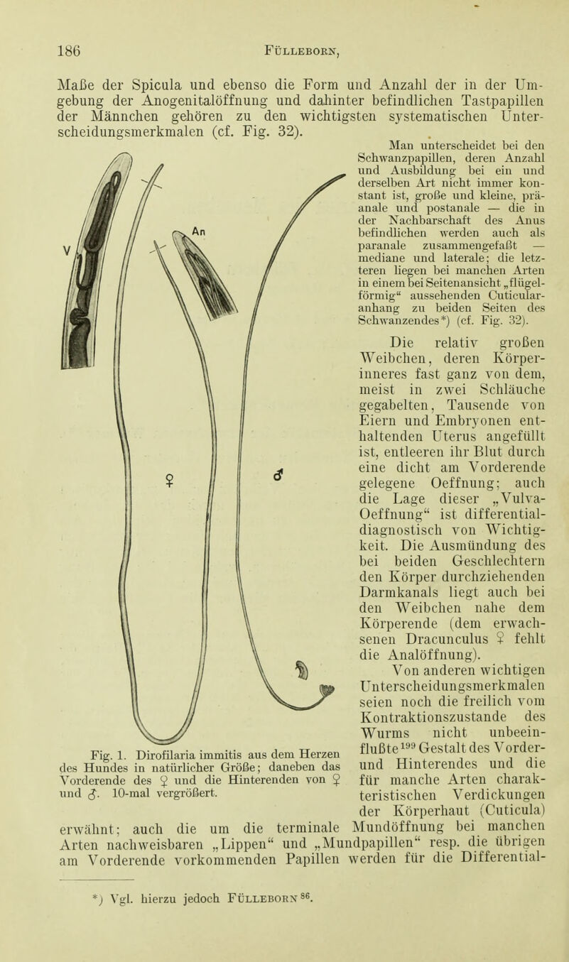 Mafie der Spicula und ebenso die Form und Anzahl der in der Um- gebung der Anogenitalbffnung und dahinter befindlichen Tastpapillen der Mannchen gehoren zu den wichtigsten systematischen Unter- scheidungsmerkmalen (cf. Fig. 32). Man untersckeidet bei den Schwanzpapillen, deren Anzahl und Ausbildung bei ein und derselben Art nicht immer kon- stant ist, grofie und kleine, pra- anale und postanale — die in der Nachbarschaft des Anus befindlichen werden auch als paranale zusammengefafit — mediane und laterale; die letz- teren liegen bei manchen Arten in einem bei Seitenansicht „fliigel- formig aussehenden Cuticular- anhang zu beiden Seiten des Schwanzendes *) (cf. Fig. 32). Die relativ groBen Weibchen, deren Korper- inneres fast ganz von dem, meist in zwei Schlauche gegabelten, Tausende von Eiern und Embryonen ent- baltenden Uterus angefullt ist, entleeren ihr Blut durch eine dicht am Vorderende gelegene Oeffnung; auch die Lage dieser „Vulva- Oeffnung ist differential- diagnostisch von Wichtig- keit. Die Ausmundung des bei beiden Geschlechtern den Korper durchziehenden Darmkanals liegt auch bei den Weibchen nahe dem Korperende (dem erwach- senen Dracunculus ? fehlt die Analoffnung). Von anderen wichtigen Unterscheidungsmerkmalen seien noch die freilich vom Kontraktionszustande des Wurms nicht unbeein- f luBte199 Gestalt des Vorder- und Hinterendes und die fur manche Arten charak- teristischen Verdickungen der Korperhaut (Cuticula) erwahnt; auch die um die terminale Mundoffnung bei manchen Arten nachweisbaren „Lippen und „Mundpapillen resp. die ubrigen am Vorderende vorkommenden Papillen werden fur die Differential- Fig. 1. Dirofilaria immitis aus dem Herzen des Hundes in natiirlicher GroSe; daneben das Vorderende des ^ und die Hinterenden von $ und 10-raal vergrofiert. *) Vgl. hierzu jedoch Fulleborx'