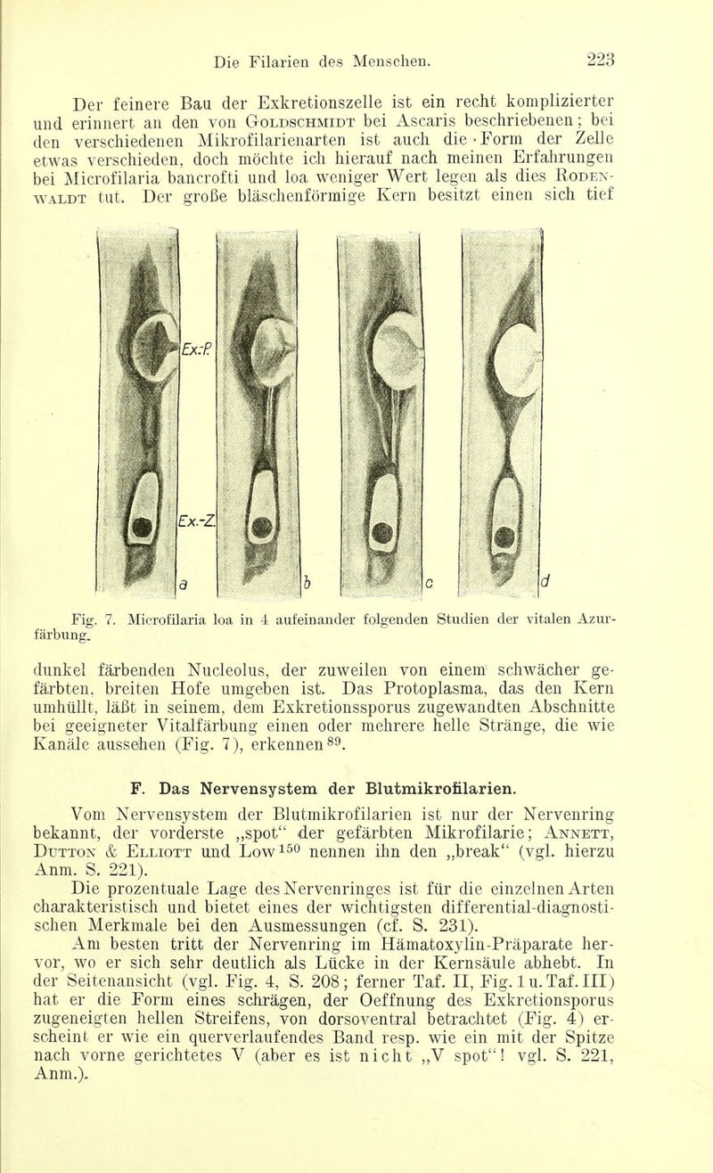 Der feinere Bau der Exkretionszelle ist ein recht komplizierter und erinnert an den von Goldschmidt bei Ascaris beschriebenen; bei den verschiedenen Mikrofilarienarten ist audi die-Form der Zelle etwas verschieden, doch mochte ich hierauf nach meinen Erfahrungen bei Microfilaria bancrofti und loa weniger Wert legen als dies Roden- waldt tut. Der groBe blaschenformige Kern besitzt einen sich tief Fig. 7. Microfilaria loa in 4 aufeinander folgenden Studien der vitalen Azur- farbung. dunkel farbenden Nucleolus, der zuweilen von einem schwacher ge- farbten. breiten Hofe umgeben ist. Das Protoplasma, das den Kern umhiillt, laBt in seinem, dem Exkretionssporus zugewandten Abschnitte bei geeigneter Vitalfarbung einen oder mehrere helle Strange, die wie Kanale aussehen (Fig. 7), erkennen89. F. Das Nervensystem der Blutmikrofilarien. Vom Nervensystem der Blutmikrofilarien ist nur der Nervenring bekannt, der vorderste „spot der gefarbten Mikrofilarie; Annett, Dtjtton & Elliott und Low150 nennen ihn den „break (vgl. hierzu Anm. S. 221). Die prozentuale Lage desNervenringes ist fiir die einzelnen Arten charakteristisch und bietet eines der wichtigsten differential-diagnosti- schen Merkmale bei den Ausmessungen (cf. S. 231). Am besten tritt der Nervenring im Hamatoxylin-Praparate her- vor, wo er sich sehr deutlich als Liicke in der Kernsaule abhebt. In der Seitenansicht (vgl. Fig. 4, S. 208; ferner Taf. II, Fig. lu.Taf.III) hat er die Form eines schragen, der Oeffnung des Exkretionsporus zugeneigten hellen Streifens, von dorsoventral betrachtet (Fig. 4) er- scheint er wie ein querverlaufendes Band resp. wie ein mit der Spitze nach vorne gerichtetes V (aber es ist nicht „V spot! vgl. S. 221, Anm.).