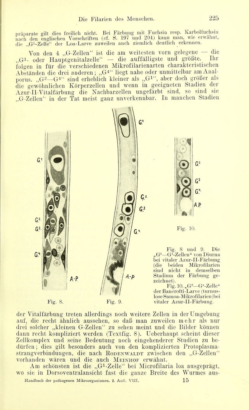 praparate gilt dies freilich nicht. Bei Farbung mit Fuchsia resp. Karbolfuchsm aach dea eaglischea Vorschriftea (cf. S. 197 uad 204) kaan man, wie erwalmt, die „G1-Zelle der Loa-Larve zuweilea auch ziemlich deutlich erkeunen. Von den 4 „G-Zellen ist die am weitesten vorn gelegene — die „G1- Oder Hauptgenitalzelle - die auffalligste und grofite. Ihr folgen in fur die verschiedenen Mikrofilarienarten charakteristischen Abstanden die drei anderen; „G4 liegt nahe oder unmittelbar amAnal- porus. „G2—G4 sind erheblich kleiner als „G11', aber doch grofier als die gewohnlichen Korperzellen und wenn in geeigneten Stadien der Azur-Il-Vitalfarbung die Nachbarzellen ungefarbt sind, so sind sie „G-Zellen in der Tat meist ganz unverkennbar. In raanchen Stadien 1 r lay A.P Fig. 8. Fig. 9. Fig. 10. Fig. 8 und 9. Die j)G1—G^-Zellen von Diurna bei vitaler Azur-II-Farbung (die Ijeiden Mikrofilarien sind nicht in deniselbeu Stadium der Farbung ge- zeichnet). Fig. 10. „G2—G4-Zelle der Bancrofti-Larve (turnus- lose Samoa-Mikrof ilarien )bei vitaler Azur-H-Farbung. der Vitalfarbung treten allerdings noch weitere Zellen in der Umgebung auf, die recht ahnlich aussehen, so daB man zuweilen mehr als nur drei solcher ,,kleinen G-Zellen zu sehen meint und die Bilder konnen dann recht kompliziert werden (Textfig. 8). Ueberhaupt scheint dieser Zellkomplex und seine Bedeutung noch eingehenderer Studien zu be- durfen; dies gilt besonders auch von den komplizierten Protoplasma- strangverbindungen, die nach Rodenwaldt zwischen den ,.G-Zellen vorhanden waren und die auch Meinhof erwahnt. Am schonsten ist die „G1-Zelle bei Microfilaria loa ausgepragt, wo sie in Dorsoventralansicht fast die aranze Breite des Wunnes aus- Handbuch der pathogenen Mikroorganismen. 2. Aull. VIII. 15