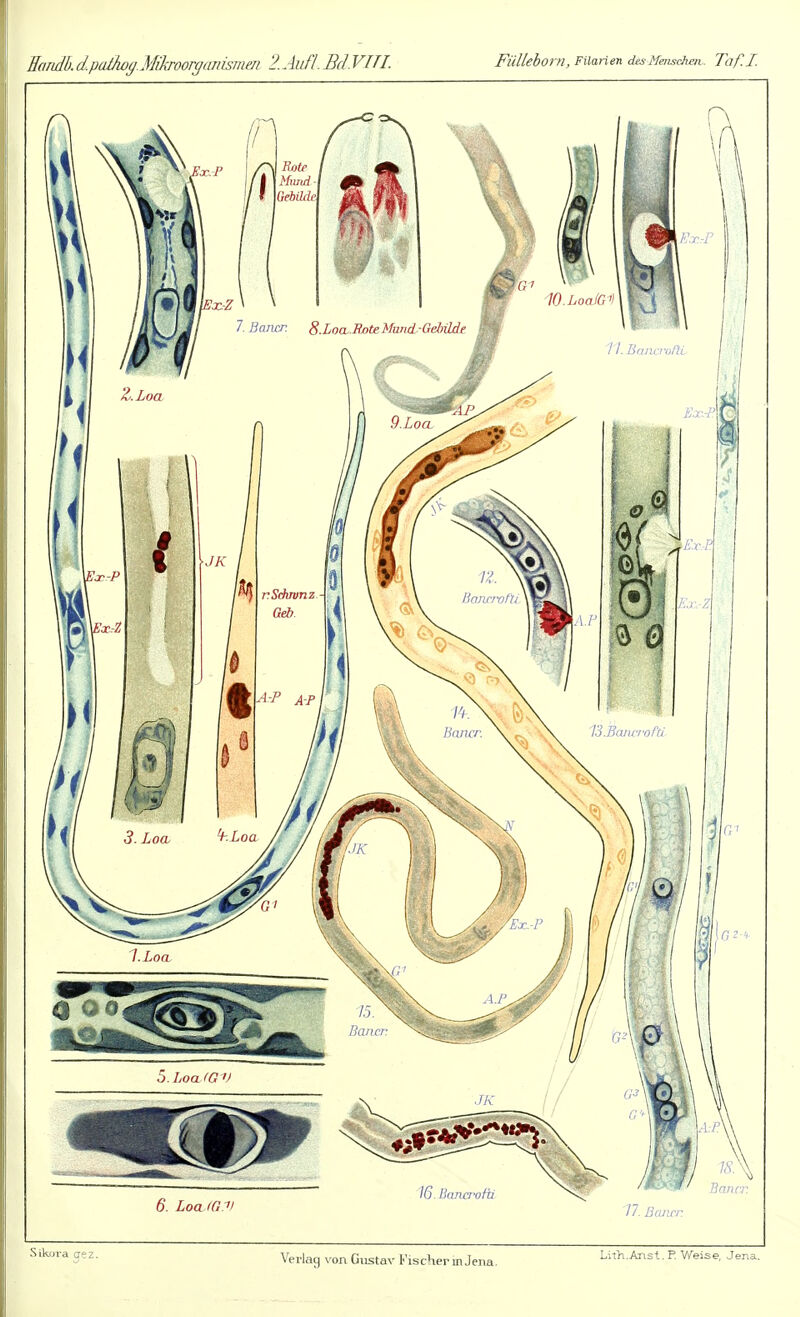Handb.d.pal/wyMikroorgmusmm 'lAufl.BdVITI. Fulleborn, Fiiarien dis-Menschm,. Taf.I. Verlag von Gustav Fischer in Jena. Lith.Anst. P. Weise, Jena.