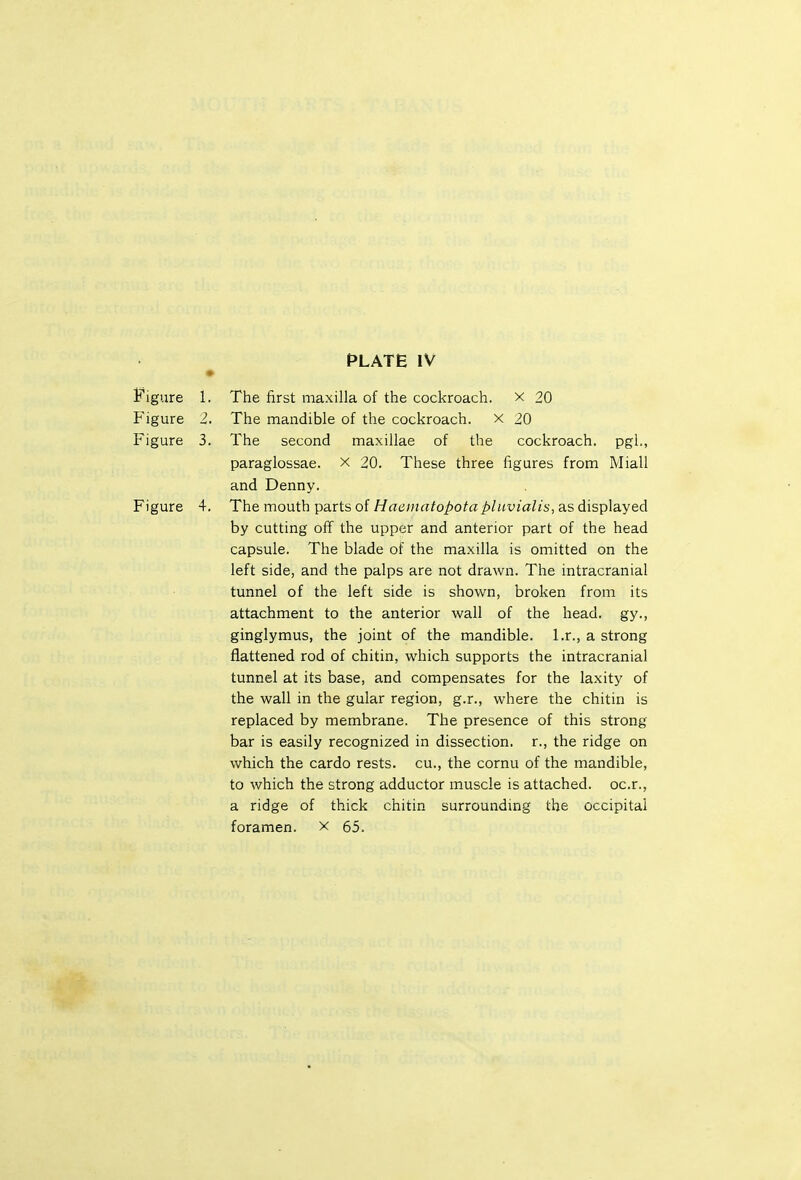 PLATE IV Ij'igure 1. The first maxilla of the cockroach, x 20 Figure 2. The mandible of the cockroach, x 2.0 Figure 3. The second maxillae of the cockroach, pgl., paraglossae. x 20. These three figures from Miall and Denny. Figure 4. The mouth parts of Haentatopotapluvialis, as displayed by cutting off the upper and anterior part of the head capsule. The blade of the maxilla is omitted on the left side, and the palps are not drawn. The intracranial tunnel of the left side is shown, broken from its attachment to the anterior wall of the head, gy., ginglymus, the joint of the mandible, l.r., a strong flattened rod of chitin, which supports the intracranial tunnel at its base, and compensates for the laxity of the wall in the gular region, g.r., where the chitin is replaced by membrane. The presence of this strong bar is easily recognized in dissection, r., the ridge on which the cardo rests, cu., the cornu of the mandible, to which the strong adductor muscle is attached, oc.r., a ridge of thick chitin surrounding the occipital foramen. X 65.