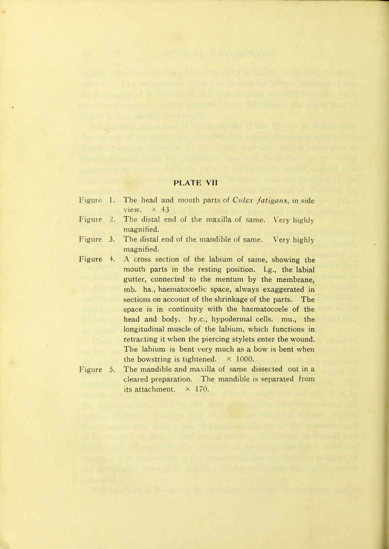 PLATE VII Figure 1. The head and mouth parts of Ctilex fatigans, in side view. X 43 Figure 2. The dista! end of the maxilla of same. \'ery highly magnified. Figure 3. The distal end of the mandible of same. Very highly magnified. Figure 4. A cross section of the labium of same, showing the mouth parts in the resting position, l.g., the labial gutter, connected to the mentum by the membrane, mb. ha., haematocoelic space, always exaggerated in sections on account of the shrinkage of the parts. The space is in continuity with the haematocoele of the head and body, hy.c, hypodermal cells, mu., the longitudinal muscle of the labium, which functions in retracting it when the piercing stylets enter the wound. The labium is bent very much as a bow is bent when the bowstring is tightened, x 1000. Figure 5. The mandible and maxilla of same dissected out in a cleared preparation. The mandible is separated from its attachment, x 170.