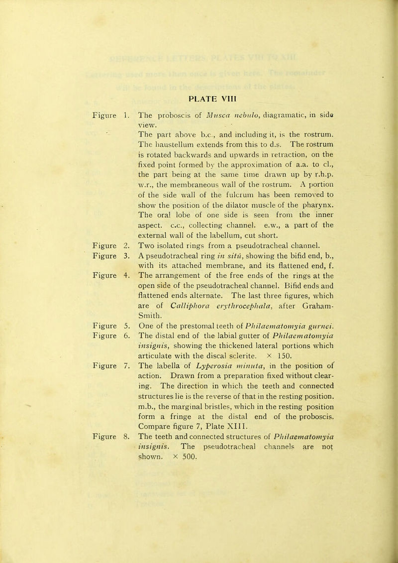 Figure 1. The proboscis of Mvsca iiebiilu, diagramatic, in side view. The part above b.c, and including it, is the rostrum. The haustellum extends from this to d.s. The rostrum is rotated backwards and upwards in retraction, on the fixed point formed by the approximation of a.a. to cl., the part being at the same time drawn up by r.h.p. w.r., the membraneous wall of the rostrum. A portion of the side wall of the fulcrum has been removed to show the position of the dilator muscle of the pharynx. The oral lobe of one side is seen from the inner aspect, c.c, collecting channel, e.w., a part of the external wall of the labellum, cut short. Figure 2. Two isolated rings from a pseudotracheal channel. Figure 3. A pseudotracheal ring m situ, showing the bifid end, b., with its attached membrane, and its flattened end, f. Figure 4. The arrangement of the free ends of the rings at the open side of the pseudotracheal channel. Bifid ends and flattened ends alternate. The last three figures, which are of Calliphora eryfJirocephala, after Graham- Smith. Figure 5. One of the prestomal teeth of Pliilaeniatoniyia guriiei. Figure 6. The distal end of the labial gutter of Philaematomyia insignis, showing the thickened lateral portions which articulate with the discal sclerite. x 150. Figure 7. The labella of Lyperosia niiniita, in the position of action. Drawn from a preparation fixed without clear- ing. The direction in which the teeth and connected structures lie is the reverse of that in the resting position, m.b., the marginal bristles, which in the resting position form a fringe at the distal end of the proboscis. Compare figure 7, Plate XIII. Figure 8. The teeth and connected structures of Pliilaematomyia insignis. The pseudotracheal channels are not shown. X 500.