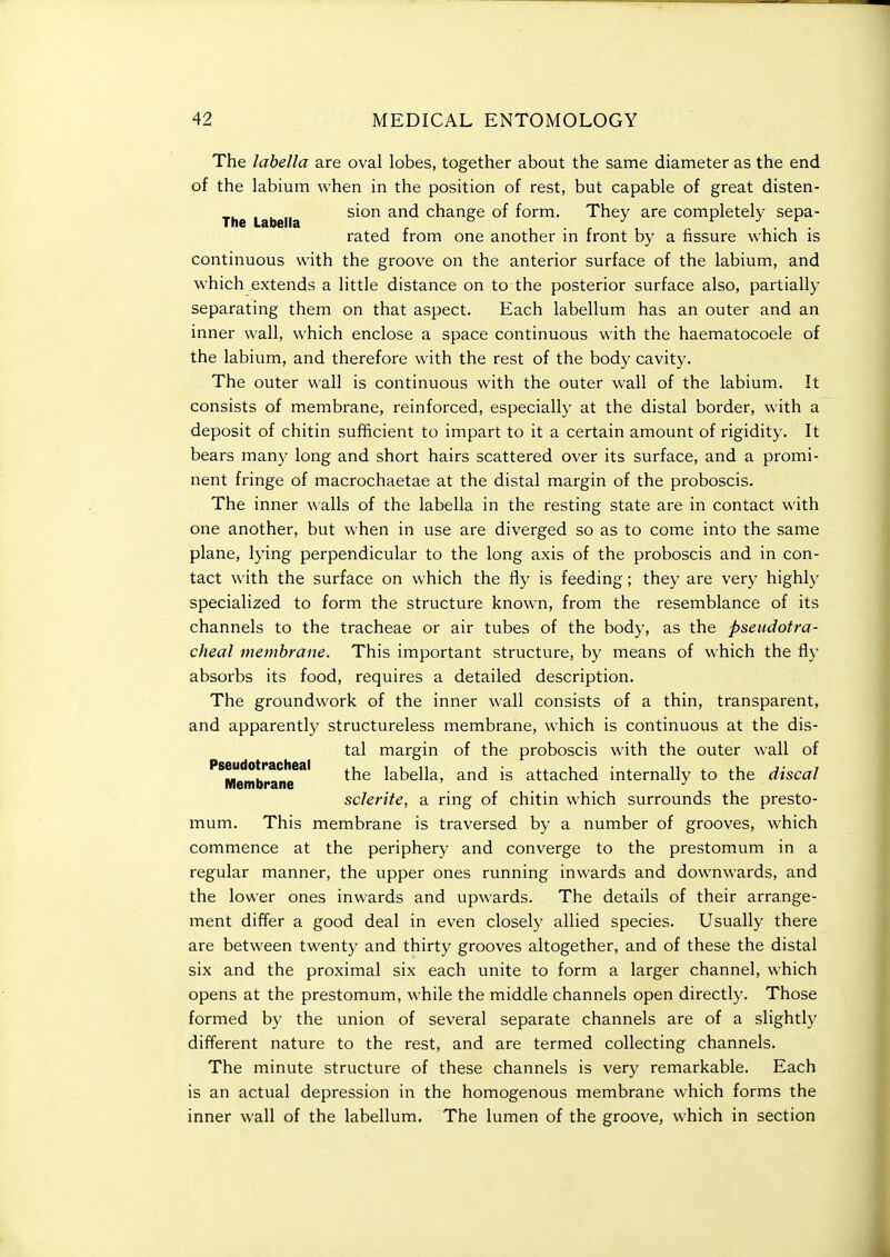 The labella are oval lobes, together about the same diameter as the end of the labium when in the position of rest, but capable of great disten- ,^ .... sion and change of form. They are completely sepa- The Labella ° , • r i i • i • rated from one another m front by a fissure which is continuous with the groove on the anterior surface of the labium, and which extends a little distance on to the posterior surface also, partially separating them on that aspect. Each labellum has an outer and an inner wall, which enclose a space continuous with the haematocoele of the labium, and therefore with the rest of the body cavity. The outer wall is continuous with the outer wall of the labium. It consists of membrane, reinforced, especially at the distal border, with a deposit of chitin sufficient to impart to it a certain amount of rigidity. It bears many long and short hairs scattered over its surface, and a promi- nent fringe of macrochaetae at the distal margin of the proboscis. The inner walls of the labella in the resting state are in contact with one another, but when in use are diverged so as to come into the same plane, lying perpendicular to the long axis of the proboscis and in con- tact with the surface on which the fly is feeding; they are very highly specialized to form the structure known, from the resemblance of its channels to the tracheae or air tubes of the body, as the pseiidotra- cheal membrane. This important structure, by means of which the fl}' absorbs its food, requires a detailed description. The groundwork of the inner wall consists of a thin, transparent, and apparently structureless membrane, which is continuous at the dis- tal margin of the proboscis with the outer wall of ''*Membra^^^ labella, and is attached internally to the discal sclerite, a ring of chitin which surrounds the presto- mum. This membrane is traversed by a number of grooves, which commence at the periphery and converge to the prestomum in a regular manner, the upper ones running inwards and downwards, and the lower ones inwards and upwards. The details of their arrange- ment differ a good deal in even closely allied species. Usually there are between twenty and thirty grooves altogether, and of these the distal six and the proximal six each unite to form a larger channel, which opens at the prestomum, while the middle channels open directly. Those formed by the union of several separate channels are of a slightly different nature to the rest, and are termed collecting channels. The minute structure of these channels is very remarkable. Each is an actual depression in the homogenous membrane which forms the inner wall of the labellum. The lumen of the groove, which in section