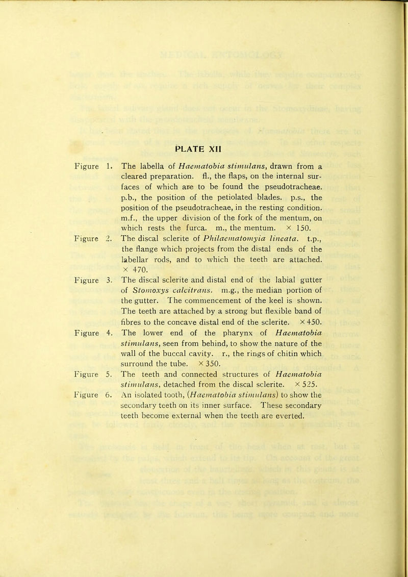 PLATE XII Figure 1. The labella of Haematohia stimulans, drawn from a cleared preparation. {[., the flaps, on the internal sur- faces of which are to be found the pseudotracheae. p.b., the position of the petiolated blades, p.s., the position of the pseudotracheae, in the resting condition, m.f., the upper division of the fork of the mentum, on which rests the furca. m., the mentum. x 150. Figure 2. The discal sclerite of Philaematomyia liiieata. t.p., the flange which projects from the distal ends of the labellar rods, and to which the teeth are attached. X 470. Figure 3. The discal sclerite and distal end of the labial gutter of Stoiitoxys calcitrans. m.g., the median portion of the gutter. The commencement of the keel is shown. The teeth are attached by a strong but flexible band of fibres to the concave distal end of the sclerite. X 450. Figure 4. The lower end of the pharynx of Haematobia stimulans, seen from behind, to show the nature of the wall of the buccal cavity, r., the rings of chitin which surround the tube, x 350. Figure 5. The teeth and connected structures of Haematobia stimulans, detached from the discal sclerite. x 525. Figure 6. An isolated tooth, {Haematobia stimulans) to show the secondary teeth on its inner surface. These secondary teeth become external when the teeth are everted.