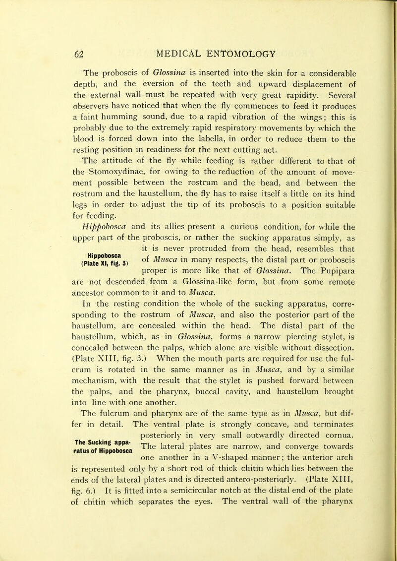 The proboscis of Glossina is inserted into the skin for a considerable depth, and the eversion of the teeth and upward displacement of the external wall must be repeated with very great rapidity. Several observers have noticed that when the fly commences to feed it produces a faint humming sound, due to a rapid vibration of the wings; this is probably due to the extremely rapid respiratory movements by which the blood is forced down into the labella, in order to reduce them to the resting position in readiness for the next cutting act. The attitude of the fly while feeding is rather different to that of the Stomoxydinae, for owing to the reduction of the amount of move- ment possible between the rostrum and the head, and between the rostrum and the haustellum, the fly has to raise itself a little on its hind legs in order to adjust the tip of its proboscis to a position suitable for feeding. Hippobosca and its allies present a curious condition, for while the upper part of the proboscis, or rather the sucking apparatus simply, as it is never protruded from the head, resembles that (Pulte'x?°^g* 3) Mtisca in many respects, the distal part or proboscis proper is more like that of Glossina. The Pupipara are not descended from a Glossina-Iike form, but from some remote ancestor common to it and to Musca. In the resting condition the whole of the sucking apparatus, corre- sponding to the rostrum of Musca, and also the posterior part of the haustellum, are concealed within the head. The distal part of the haustellum, which, as in Glossina, forms a narrow piercing stylet, is concealed between the palps, which alone are visible without dissection. (Plate XIII, fig. 3.) When the mouth parts are required for use the ful- crum is rotated in the same manner as in Musca, and by a similar mechanism, with the result that the stylet is pushed forward between the palps, and the pharynx, buccal cavity, and haustellum brought into line with one another. The fulcrum and pharynx are of the same type as in Musca, but dif- fer in detail. The ventral plate is strongly concave, and terminates posteriorly in very small outwardly directed cornua. The Sucking appa ^j^^ lateral plates are narrow, and converge towards ratus of Hippobosca \ ° . one another in a V-shaped manner; the anterior arch is represented only by a short rod of thick chitin which lies between the ends of the lateral plates and is directed antero-posteriorly. (Plate XIII, fig. 6.) It is fitted into a semicircular notch at the distal end of the plate of chitin which separates the eyes. The ventral wall of the pharynx