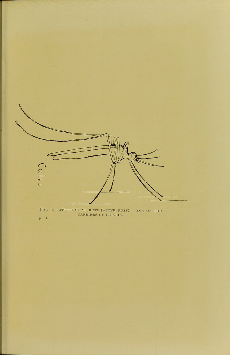FlG. 0. ATTITUDE AT REST (AFTER ROSS). ONE OF THE CARRIERS OF FILARIA. p. 84]