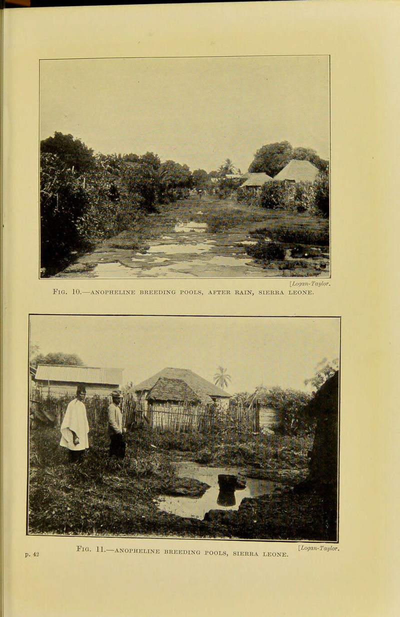 [Logan- Ta ylor. FlG. 10. ANOPHELINE BREEDING POOLS, AFTER RAIN, SIERRA LEONE.