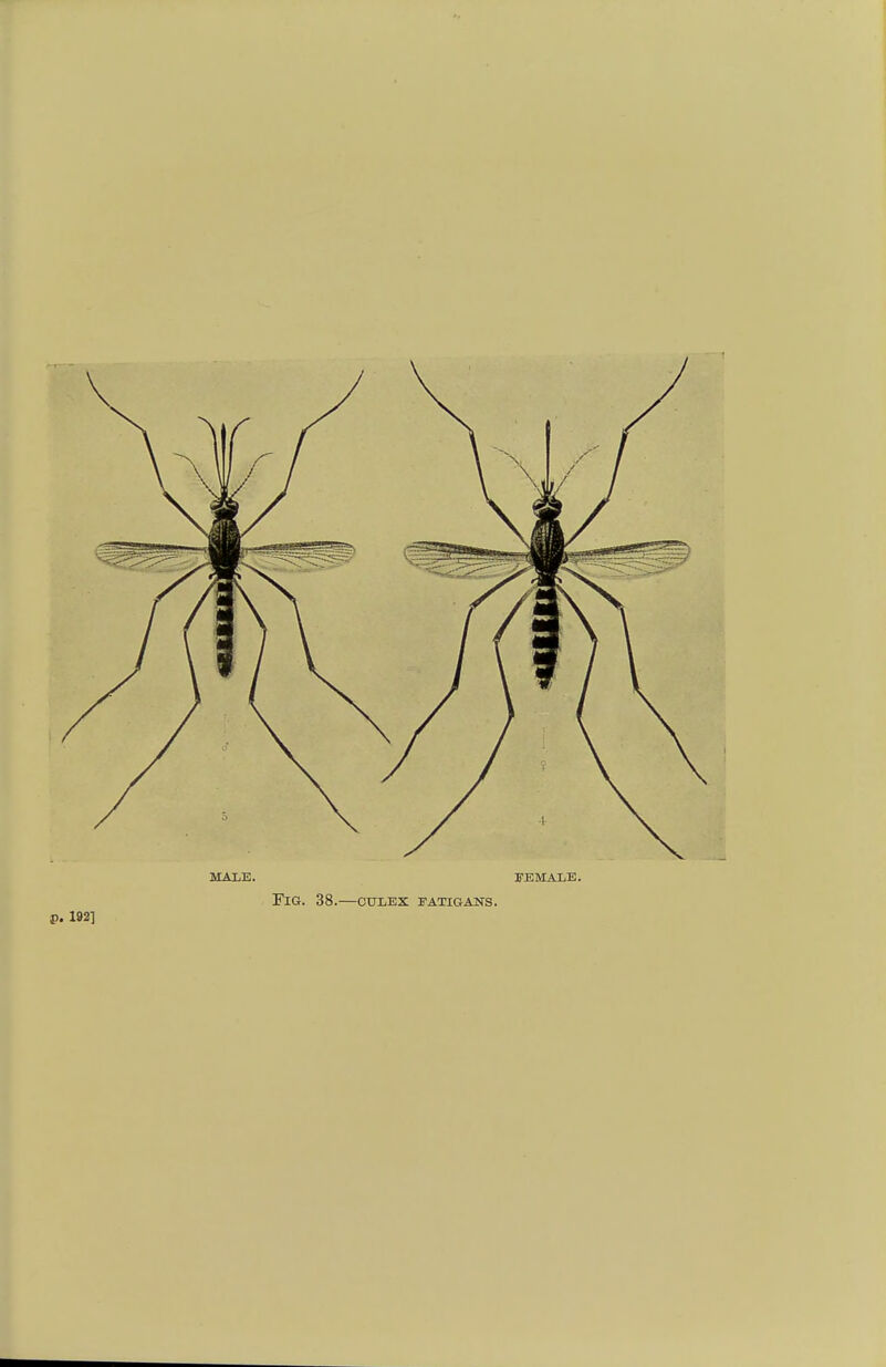 male. female. Fig. 38.—ouxex jtatigans. p. 192]
