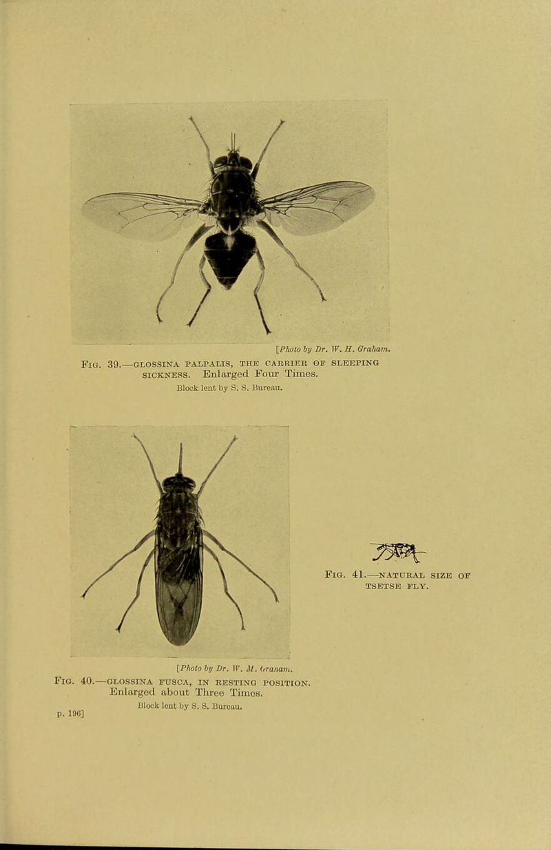 [Photo by Br. W. H. Graham. Fig. 39.—glossina paualis, the carrier ojt sleeping sickness. Enlarged Four Times. Block lent by S. S. Bureau. [Pliolo by Dr. TP. M. Oranam. Fig. 40.—glossina fdsca, in resting position. Enlarged about Three Times. Block leut by S. S. Bureau. p. 190]