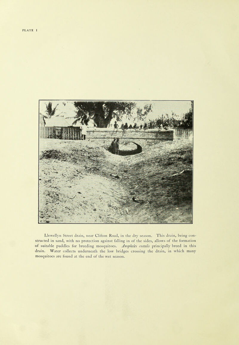 Llewellyn Street drain, near Clifton Road, in the dry season. This drain, being con- structed in sand, with no protection against falling in of the sides, allows of the formation of suitable puddles for breeding mosquitoes. Anopheles costalis principally breed in this drain. Water collects underneath the low bridges crossing the drain, in which many mosquitoes are found at the end of the wet season.