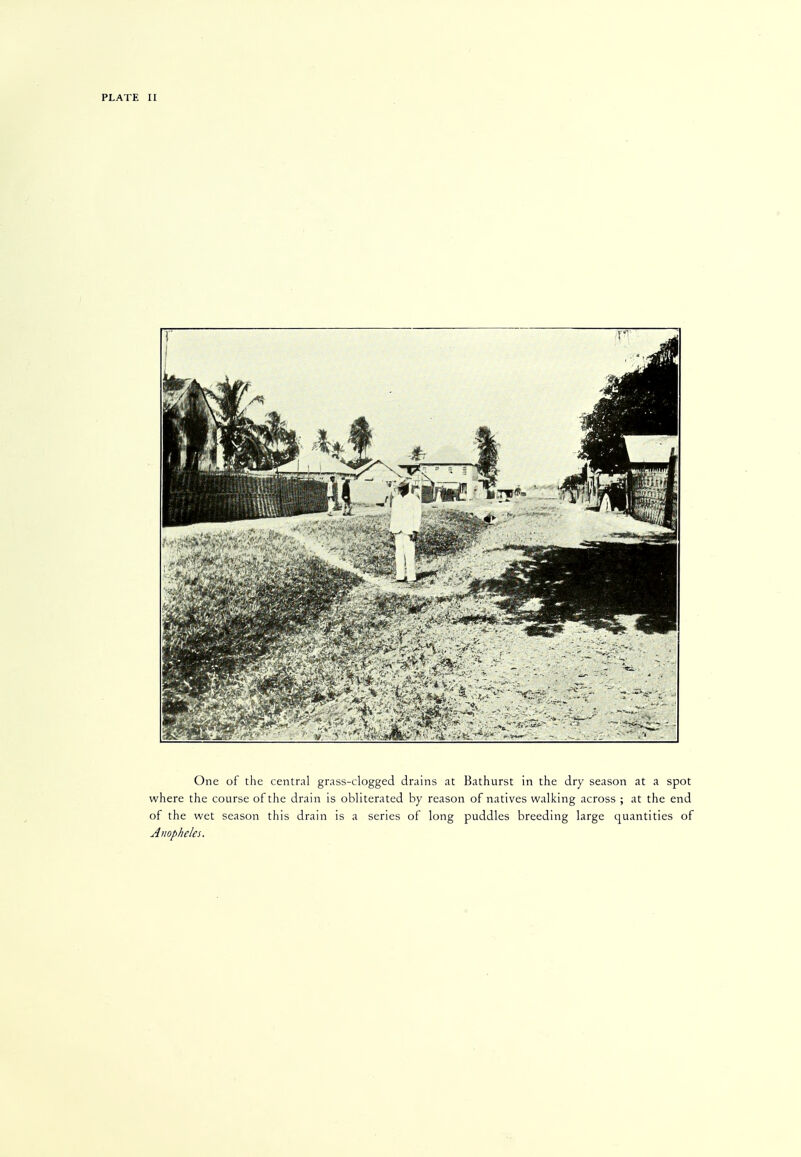 One of the central grass-clogged drains at Bathurst in the dry season at a spot where the course of the drain is obliterated by reason of natives walking across ; at the end of the wet season this drain is a series of long puddles breeding large quantities of Anopheles.