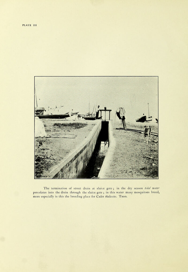 PLATE III The termination of street drain at sluice gate ; in the dry season tidal water percolates into the drain through the sluice gate ; in this water many mosquitoes breed, more especially is this the breeding place for Culex tkalassios. Thko.