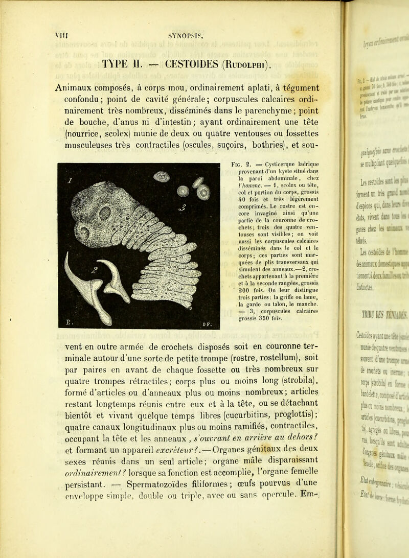 TYPE II. — CESTOIDES (Rudolphi). Animaux composés, à corps mou, ordinairement aplati, à tégument confondu; point de cavité générale; corpuscules calcaires ordi- nairement très nombreux, disséminés dans le parenchyme; point de bouche, d'anus ni d'intestin; ayant ordinairement une tête (nourrice, scolex) munie de deux ou quatre ventouses ou fossettes musculeuses très contractiles (oscules, suçoirs, bothries), et sou- FlG. 2. — Cysticerque ladrique pro\enant d'un kjsle situé dans la paroi abdominale, clioz l'homme.— 1, scolex ou lêle, col et portion du corps, grossis 40 fois et très légèrement comprimés. Le rostre est en- core invaginé ainsi qu'une partie de la couronne de cro- chets; trois des quatre ven- touses sont visililes ; on voit aussi les corpuscules calcaires disséminés dans le col et le corps; ces parties sont mar- quées de plis transversaux qui simulent des anneaux.—2, cro- chets appartenant à la première et à la seconde rangées, grossis 200 fois. On leur distingue trois parties: la griffe ou lame, la garde ou talon, le manche. — 3, corpuscules calcaires grossis 350 fois. vent en outre armée de crochets disposés soit en couronne ter- minale autour d'une sorte de petite trompe (rostre, rostellum), soit par paires en avant de chaque fossette ou très nombreux sur quatre trompes rétractiles; corps plus ou inoins long (strobila), formé d'articles ou d'anneaux plus ou moins nombreux; articles restant longtemps réunis entre eux et à la tête, ou se détachant bientôt et vivant quelque temps libres (cucurbitins, proglottis); quatre canaux longitudinaux plus ou moins ramifiés, contractiles, occupant la tête et les anneaux , s'ouvrant en arrière au dehors.^ et formant un appareil excrêtevr?. — Organes génitaux des deux sexes réunis dans un seul article; organe mâle disparaissant ordinairement ! lorsque sa fonction est accomplie, l'organe femelle persistant. — Spermatozoïdes filiformes; œufs pourvus d'une enveloppe simple, double ou triple, avec ou sans opi^rcule. Em-.