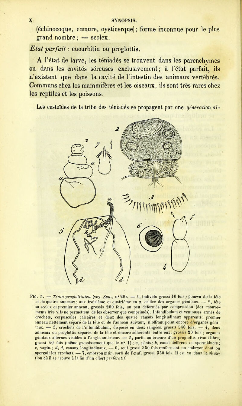 (échinocoque, cœnure, cysticerque) ; forme inconnue pour le plus grand nombre ; — scoleK. Etat parfait : cucurbitin ou proglottis. A l'état de larve, les téniadés se trouvent dans les parenchymes ou dans les cavités séreuses exclusivement; à l'état parfait, ils n'existent que dans la cavité de l'intestin des animaux vertébrés. Communs chez les mammifères et les oiseaux, ils sont très rares chez les reptiles et les poissons. Les cesloïdes de la tribu des téniadés se propagent par une génération al- FiG. 5. — Ténia progloltinien (voy. Syn., n' 28). — 1, individu grossi 40 fois ; pourvu de la têle et de quatre anneaux ; aux troisième et quatrii-me en o, orifice des organes génitaux. — 2, tête ou scolex et premier anneau, grossis 200 fois, un peu déformés par compression (des mouve- ments très vifs ne permettent de les observer que comprimés). liifundibulinn et ventouses armés de crochets, coipuscules calcaires et deux des quatre canaux longitudinaux apparents; premier anneau nettement séparé de la tête et de l'anneau suivant, n'offrant point encore d'organes géni- taux. — 3, crochets de l'infundibulum, disposés en deux rangées, grossis 540 fois. — 4, deux anneaux ou proglottis séparés de la tèle et encore adhérents entre eux, grossis 20 fois ; organes génitaux alternes visiljles à l'angle antérieur. — 5, partie antérieure d'un proglottis vivant libre, grossi 40 fois (même grossissement que le n' i) ; a, pénis ; i), canal déférent ou spermiilucte ; c, vagin ; d, d, canaux longitudinaux. — G, œuf grossi 350 fois renfermant un embryon dont on aperçoit les crochets. — 7, embryon îni«, sorti de l'cenf, grossi 350 fois. Il est vu dans la siina- tion où il se trouve à la fin d'un eWorlperfnralif.