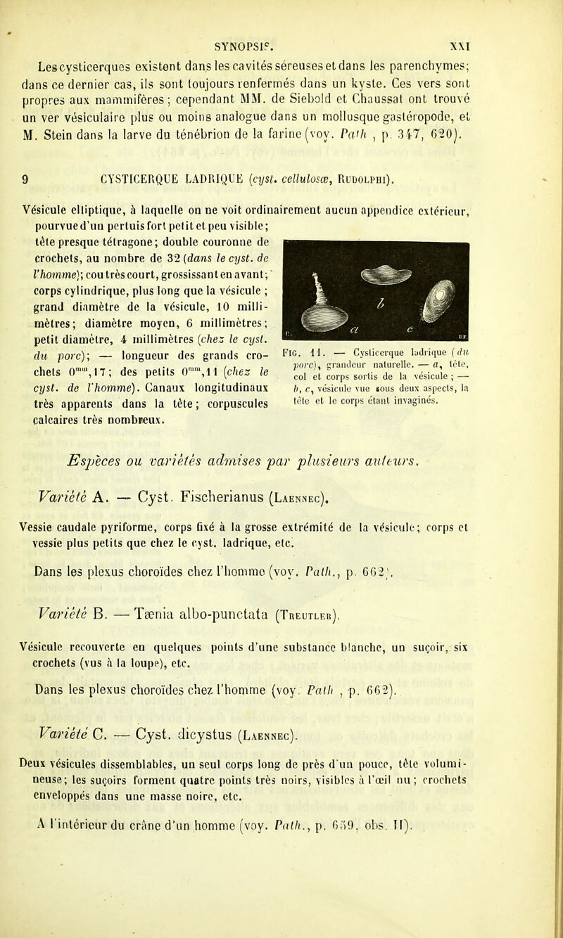 Lescysticerques existent dans les cavités séreuses et dans les parenchymes; dans ce dernier cas, ils sont toujours renfermés dans un kyste. Ces vers sont propres aux mammifères; cependant MM. de Siebold et Chaussât ont trouvé un ver vésiculaire plus ou moins analogue dans un mollusque gasléropode, et M. Stein dans la larve du ténébrion de la farine (voy. PaUi , p, 347, 020]. CYSTICEUQUE LADRIQUE {cyst. cellulosœ, Rudolphi). Vésicule elliptique, à laquelle on ne voit ordinairement aucun appendice extérieur, pourvue d'un perluisfort pelitet peu visible; lôle presque tétragone; double couronne de crochets, au nombre de 32 {dans le cyst. de l'homme); cou très court, grossissanlenavanl; corps cylindrique, plus long que la vésicule ; grand diamètre de la vésicule, 10 milli- mètres; diamètre moyen, 6 millimètres; petit diamètre, 4 millimètres (cfte; le cyst. du porc); — longueur des grands cro- chets O,!!; des petits 0,ll [chez le cyst. de l'homme). Canaux longitudinaux très apparents dans la tète; corpuscules calcaires très nombreux. FIG. 11. — Cjsliccrque IaJri(|ue (dn porc], graiulciii' naliirellc. — a, t(He, col et corps sortis de la vésicule ; — I), c, vésicule vue tous deux aspects, la tèle et le corps étant invaginés. Esjjèces ou variétés admises par plusieurs av/eurs. Variété A. — Cyst. Fischerianus (Laennec). Vessie caudale pyriforme, corps Dxé à la grosse extrémité de la vésicule; corps cl vessie plus petits que chez le cyst. ladrique, etc. Dans les plexus choroïdes chez l'iiommo (voy. Pa/Zi., p. 002'. Variété B. —Taenia albo-punctata (TnEuiLEti). Vésicule recouverte en quelques points d'une substance blanche, un suçoir, six crochets (vus h. la loupe), etc. Dans les plexus choroïdes chez l'homme (voy. Pailt , p. 002). Variété C. — Cyst. dicystus (Laennec). Deux vésicules dissemblables, un seul corps long de près d'un pouce, tète volumi- neuse; les suçoirs forment quatre points très noirs, visibles à l'œil nu; crochets enveloppés dans une masse noire, etc. A l'intérieur du crâne d'un homme (voy. Path., p. 0,iO. ohs. H).