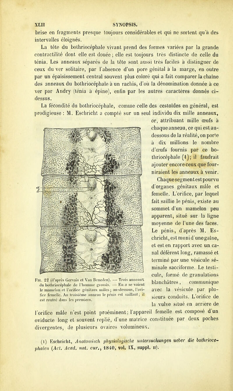 brise en fragments presque toujours considérables et qui ne sortent qu'à des intervalles éloignés. La tête du bothriocéphale vivant prend des formes variées par la grande contractililé dont elle est douée ; elle est toujours très distincte de celle du ténia. Les anneaux séparés de la tète sont aussi très faciles à distinguer de ceux du ver solitaire, par Tabsence d'un pore génital à la marge, en outre par un épaisissement central souvent plus coloré qui a fait comparer la chaîne des anneaux du bothriocéphale à un racliis, d'où la dénomination donnée à ce ver par Andry (ténia à épine), enfin par les autres caractères donnés ci- dessus. La fécondité du bothriocéphale, comme celle des cestoïdes en général, est prodigieuse ; M. Escbricht a compté sur un seul individu dix mille anneaux, or, attribuant mille œufs à chaque anneau, ce qui est au- dessous de la réalité, on porte à dix millions le nombre d'œufs fournis par ce bo- thriocéphale (1 ) ; il faudrait ajouter encore ceux que four- niraient les anneaux à venir. Chaquesegment est pourvu d'organes génitaux mâle et femelle. L'orifice, par lequel fait saillie le pénis, existe au sommet d'un mamelon peu apparent, situé sur la ligne moyenne de l'une des faces. Le pénis, d'après M. Es- chricht,estmunid'unegaîne, et est en rapport avec un ca- nal déférent long, ramassé et terminé par une vésicule sé- minale sacciforme. Le testi- cule, formé de granulations blanchâtres, communique avec la vésicule par plu- sieurs conduits. L'orifice de la vulve situé en arrière de l'orifice mâle n'est point proéminent; l'appareil femelle est composé d'un oviducle long et souvent replié, d'une matrice constituée par deux poches divergentes, de plusieurs ovaires volumineux. Fie. 22 (d'après Gervais et Van Bcnetlcn). — Trois anneaux (lu bollu'iocépliale de l'Iiommo grossis. — En a se voient le mamelon ol l'orifice génitaux niàles; an-dessons, l'ori- fice femelle. An troisième anneau le pénis est saillant ; il est rentré dans les premiers. (I) Eschricht, Anatomisch jyhysiologische untersuchungen ueber die bothrioce- phalen {Act. Acad. nat. cur., 1840, vol. IX, suppl, n).