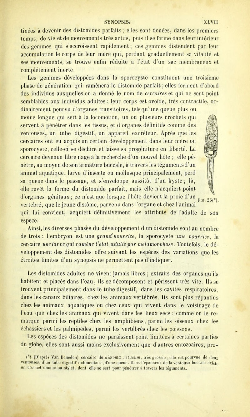 tinées à devenir des distomides parfaits ; elles sont douées, dans les premiers temps, de vie et de mouvements très actifs, puis il se forme dans leur inlérieur des gemmes qui s'accroissent rapidement; ces gemmes distendent par leur accumulation le corps de leur mère qui, perdant graduellement sa vitalité et ses mouvements, se trouve enfin réduite à l'état d'un sac membraneux et complètement inerte. Les gemmes développées dans la sporocyste constituent une troisième phase de génération qui ramènera le distomide parfait; elles forment d'abord des individus auxquelles on a donné le nom de cercaires et qui ne sont point semblables aux individus adultes : leur corps est ovoïde, très contractile, or- dinairement pourvu d'organes transitoires, tels qu'une queue plus ou moins longue qui sert à la locomotion, un ou plusieurs crochets qui servent à pénétrer dans les tissus, et d'organes définitifs comme des ventouses, un tube digestif, un appareil excréteur. Après que les cercaires ont eu acquis un certain développement dans leur mère ou sporocyste, celle-ci se déchire et laisse sa progéniture en liberté. La cercaire devenue libre nage a la recherche d'un nouvel hôle ; elle pé- nètre, au moyen de son armature buccale, à travers les téguments d'un animal aquatique, larve d'insecte ou mollusque principalement, perd sa queue dans le passage, et s'enveloppe aussitôt d'un kyste; là, elle revêt la forme du distomide parfait, mais elle n'acquiert point d'organes génitaux; ce n'est que lorsque l'hôte devient la proie d'un ^.^^ ^^^^^.^ vertébré, que le jeune dislôme, parvenu dans l'organe et chez l'animal qui lui convient, acquiert définitivement les attributs de l'adulte de son espèce. Ainsi, les diverses phases du développement d'un distomide sont au nombre de trois : l'embryon est une grand'nourrice^ la sporocyste une nourrice, la cercaire une larve qui ramène l'état adulte par métamorphose. Toutefois, le dé- veloppement des distomides offre suivant les espèces des variations que les étroites limites d'un synopsis ne permettent pas d'indiquer. Les distomides adultes ne vivent jamais libres; extraits des organes qu'ils habitent et placés dans l'eau, ils se décomposent et périssent très vile. lisse trouvent principalement dans le tube digestif, dans les cavités respiratoires, dans les canaux biliaires, chez les animaux vertébrés. Ils sont plus répandus chez les animaux aquatiques ou chez ceux qui vivent dans le voisinage de l'eau que chez les animaux qui vivent dans les lieux secs ; comme on le re- marque parmi les reptiles chez les amphibiens, parmi les oiseaux chez les échassiers et les palmipèdes, parmi les vertébrés chez les poissons. Les espèces des distomides ne paraissent point limitées à certaines parties du globe, elles sont aussi moins exclusivement que d'autres entozoaires, pro- (*) (D'après Van Beneden) cercaire du disloina, retusum, Irès grossie; elle est pourvue de deu.v ventouse.';, d'un tube digestif rudimentairc, d'une queue. Dans l'épaisseur de la ventouse buccale exisle un crochet uniipie ou stylet, dont elle se sert pour pénélrer à travers les téguments.