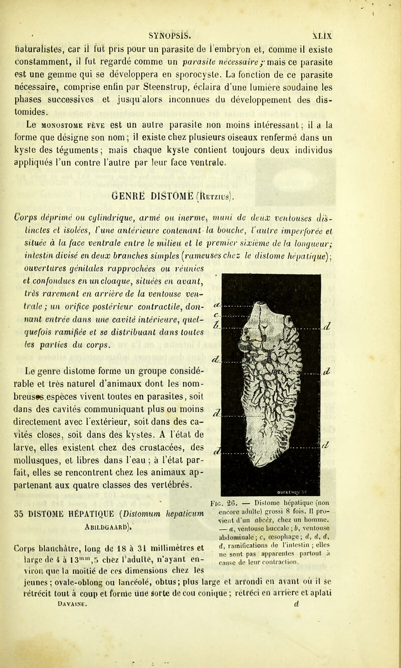 lialuralistes, car il fut pris pour un parasite de l'embryon et, comme il existe Constamment, il fut regardé comme un parasile 7wcessaire;■ ma\s ce parasite est une gemme qui se développera en sporocysle. La fonction de ce parasite nécessaire, comprise enfin par Steenstrup, éclaira d'une lumière soudaine les phases successives et jusqu'alors inconnues du développement des dis- tomides. Le MONOSTOME FÈVE Bst Un autre parasite non moins intéressant; il a la forme que désigne son nom; il existe chez plusieurs oiseaux renfermé dans un kysie des téguments ; mais chaque kyste contient toujours deux individus appliqués l'un contre l'autre par leur face ventrale. GENRË DISTOMÈfRrrzius). Corps déprimé ou cylindrique, armé ou inerme^ muni do dcuX veitiouses di's- tincles et isolées, fune antérieure contenant la bouche, l'autre impcrfurée et située à la face ventrale entre le milieu et le premier sixième de la longueur; intestin divisé en deux branches simples [rameuses chez le distome hépatique); ouvertures génitales rapprochées ou réunies et confondues enuncloaque, situées en avant, très rarement en arrière de la ventouse ven- trale ; un orifice postérieur contractile, don- nant entrée dans une cavité intérieure, quel- quefois ramifiée et se distribuant dans toutes les parties du corps. Le genre distome forme un groupe considé- rable et très naturel d'animaux dont les nom- breuses espèces vivent toutes en parasites, soit dans des cavités communiquant plus ou moins V directement avec l'extérieur, soit dans des ca- vités closes, soit dans des kystes. A l'état de larve, elles existent chez des cruslacée», des mollusques, et libres dans l'eau ; à l'état par- fait, elles se rencontrent chez les animaux ap- partenant aux quatre classes des vertébrés. 35 DISTOME HÉPATIQUE {Distomum hepaticum ABlLDGAARb)» Fio. 20. — Dislonie liopalique (non encore .ailnlle) grossi 8 fois. Il pro- vient J'un abcès, cliez un lionime. — «, veilleuse buccale ; 6, veiilouse abJoiiiinale ; C, œsopliage ; </, ((, ((, rf, ramifications de l'inleslin ; elles ne soirt pas apparentes partout à rau<c (le leur rontrarliori. Corps bianchilre, long de 18 à 31 millimètres et large de i à IS'™,'! chez Tadullô, n'ayant en- vii'or. que la moitié de ces dimensions chez les jeunes; ovale-oblong ou laticéolé, obtus; plus large et arrondi en avant où il se rétrécit tout à coup et fornle une Sorte de cou conitiue ; rétréci en arrière et aplati uavaine. d