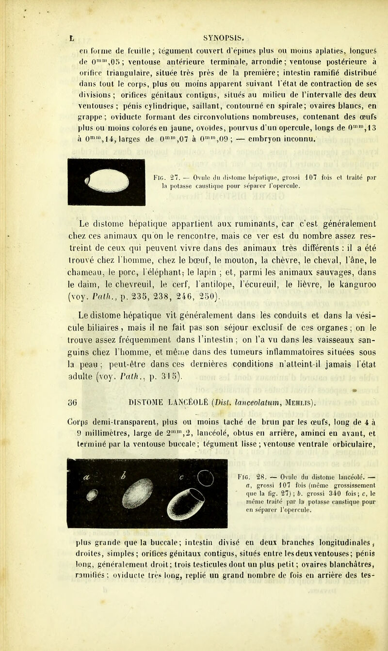 en fuiine de feuille; tégument couvert d'épines plus ou moins aplaties, longues de 0,05; ventouse antérieure terminale, arrondie ; ventouse postérieure à orifice triangulaire, située très près de la première; intestin ramifié distribué dans tout le corps, plus ou moins apparent suivant l'état de contraction de ses divisions; orifices génitaux conligus, situés au milieu de l'intervalle des deux ventouses ; pénis cylindrique, saillant, contourné en spirale; ovaires blancs, en grappe ; oviducte formant des circonvolutions nombreuses, contenant des œufs plus ou moins colorés en jaune, ovoïdes, pourvus d'un opercule, longs de 0,13 à 0, 14, larges de 0,07 à 0'',n9; — embryon inconnu. FIG. 27.— Ovule du (lislome liépalique, {îlossi 4 07 fuis et trailé piir la potasse caustique pour séparer l'opercule. Le dislome hépatique appartient aux ruminants, car c'est généralement chez ces animaux qa on le rencontre, mais ce ver est du nombre assez res- treint de ceux qui peuvent vivre dans des animaux très différents : il a été trouvé chez l'homme, chez le bœuf, le mouton, la chèvre, le cheval, l'âne, le chameau, le porc, l'éléphant; le lapin ; et, parmi les animaux sauvages, dans le daim, le chevreuil, le cerf, l'antilope, l'écureuil, le lièvre, le kanguroo (voy. Path., p. 235, 238, 246, 250). Le dislome hépatique vit généralement dans les conduits et dans la vési- cule biliaires, mais il ne fait pas son séjour exclusif de ces organes; on le trouve assez fréquemment dans l'intestin; on l'a vu dans les vaisseaux san- guins chez l'homme, et même dans des tumeurs inflammatoires situées sous la peau ; peut-être dans ces dernières conditions n'alteint il jamais l'état adulle (voy. Palh.^ p. 318). m 86 DISTOME LANCÉOLÉ {Disl. lanceolatim, Mehlis). Corps demi-transparent, plus ou moins taché de brun par les œufs, long de 4 à 9 millimètres, large de 2,2, lancéolé, obtus en arrière, aminci en avant, et terminé par la ventouse buccale; tégument lisse; ventouse ventrale orbiculaire. Fio. 28. — Ovule du distonie lancéolé. — a, grossi t07 fbis (même grossissement que la 11g. 27) ; 6. grossi 340 fois; c, le même trailé par la polasse caustique pour en séparer l'opercule. plus grande que la buccale; intestin divisé en deux branches longitudinales < droites, simples; orifices génitaux contigiis, situés entre les deux ventouses; pénis long, généralement droit; trois testicules dont un plus petit; ovaires blanchâtres, ramiliés ; oviducte tré-< long, replié un grand nombre do fois en arrière des les-