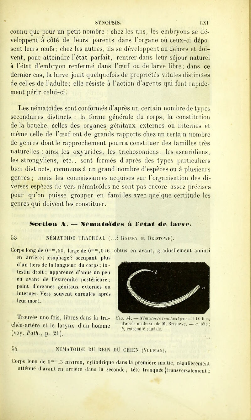 eoliiiu que pour un petit nombre : chez les uns, les embryons se dé- veloppent à côté de leurs parents dans l'organe où ceux-ci dépo- sent leurs œufs; chez les autres, ils se développent au dehors et doi- vent, pour atteindre l'état parfait, rentrer dans leur séjour naturel à l'état d'embryon renfermé dans l'œuf ou de larve libre; dans ce dernier cas, la larve jouit quelquefois de propriétés vitales distinctes de celles de l'adulte; elle résiste à l'action d'agents qui font rapide- ment périr celui-ci. Les nématoïdes sont conformés d'après un certain nombre de types secondaires distincts : la forme générale du corps, la constitution de la bouche, celles des organes génitaux externes ou internes et même celle de l'œuf ont de grands rapports chez un certain nombre de genres dont le rapprochement pourra constituer des familles très naturelles : ainsi les oxyuri-Jes, les trichosoniiens, les ascaridiens, les strongyliens, etc., sont formés d'après des types particuliers bien distincts, communs à un grand nombre d'espèces ou à plusieurs genres ; mais les connaissances acquises sur l'organisation des di- verses espèces de vers nématuïdes ne sont pas encore assez précises pour qu'on puisse grouper en familles avec (|uelque certitude les genres qui doivent les constituer. 53 l^ectiou A. — Hémafoïtlci» à l'état fie lai'vc. NÉMATOIDE TRACHÉAL (...? Raixf.y cl Bristowe). Corps long (Je 0,50, large de 0,016, oblus en avant, graducllcnicnl aniiiui en arrière; œsophage? occupant plus d'un tiers de la longueur du corps; in- testin droit ; apparence d'anus un peu en avant de l'extrémité postérieure ; point d'organes génitaux externes ou internes. Vers souvent enroulés après leur mort. Trouvés une fois, libres dans la Ira- Vio. u. — ^ànuluïuc trachéal gwii u/i^, cliée arlère et le larynx d'un homme 'i'«pr« mJessin de M. Bn<iowc. - a, lOïc ; (voy. l\ah., p. 21). 5't NÉMATOiDE DU UEIN DU CHIEN (Vui.pian). Corps long de 0,3 environ, cylindrique dans la première moitié, régulièrement atténué d'avant en arrière dans la seconde; tête tronquéeîlransversaiement ;