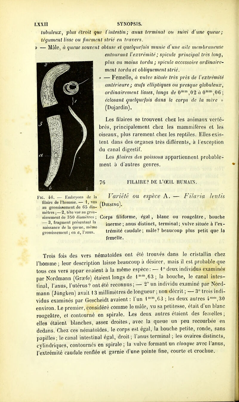 lubuleux, plus étroit que l'intestin; anus terminal ou suivi d'une queue; tégument lisse ou finement strié en travers. » — Mâle, « queue souvent obtuse et quelquefois munie d'une aile membraneuse entourant l'extrémité ; spicule principal très long, plus ou moins tordu ; spicule accessoire ordinaire- ment tordu et obliquement strié. » — Femelle, à vulve située très près de l'extrémité antérieure; œufs elliptiques ou presque globuleux, ordinairement lisses, longs de 0'',02 à O^^jOG; éclosant quelquefois dans le corps de la mère » (Dujardin). Les filaires se trouvent chez les animaux verté- brés, principalement chez les mammifères et les oiseaux, plus rarement chez les reptiles. Elles exis- tent dans des organes très différents, à l'exception du canal digestif. Les filaires des poissons appartiennent probable- ment à d'autres genres. 7G FILAIRE? DE L'CEIL HUMAIN, Fie. 40. — Embiyons de i.i J^ariélè OU espècG A. — FHuria InUis filaire de l'homme.— \, vus /D,£g,pje] au grossissement de 65 dia- \ mètres ;—2, lèle vue au gros- sissement de 350 diamètres ; Corps filiforme, égal, blanc ou rougeâtre, bouche — 3, fragment proseniant la jnerme ; anus distinct, terminal ; vulve située à l'ex- naissance de la queue, morne , . , , , «. « ■ grossissement ; en (i, l'anus. trémité caudale; mâle? beaucoup plus petit que la femelle. Trois fois des vers nématoïdes ont été trouvés dans le cristallin chez l'homme ; leur description laisse beaucoup à désirer, mais il est probable que tous ces vers appar enaient à la même espèce : —1 deux individus examinés parNordmann (Grgefe) étaient longs de 1,63; la bouche, le canal intes- tinal, l'anus, l'utérus? ont été reconnus; — 2 un individu examiné par Nord- mann (Jiingken) avait 13 millimètres de longueur ; non décrit ; — 3 trois indi- vidus examinés par Gescheidt avaient : l'un r',C3 ; les deux autres 4,30 environ. Le premier, considéré comme le mâle, vu sa petitesse, était d'un blanc rougeâlre, et contourné en spirale. Les deux autres étaient des femelles ; elles étaient blanches, assez droites, avec la queue un peu recourbée en dedans. Chez ces nématoïdes. le corps est égal, la bouche petite, ronde, sans papilles; le canal intestinal égal, droit; l'anus terminal ; les ovaires distincts, cylindriques, contournés en spirale ; la vulve formant un cloaque avec l'anus, l'extrémité caudale renflée et garnie d'une pointe fine, courte et crochue.