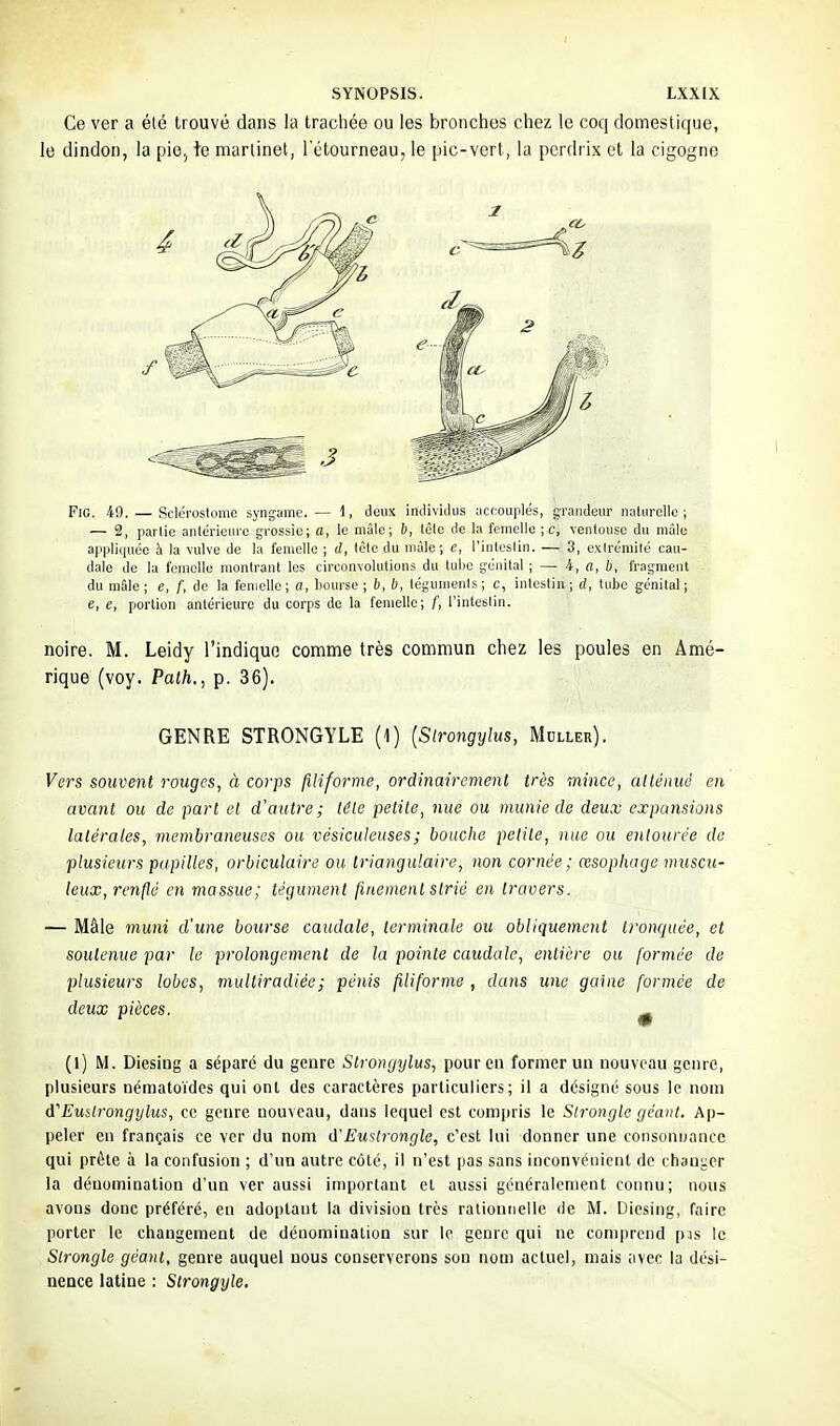 Ce ver a été trouvé dans la trachée ou les bronches chez le coq domestique, le dindon, la pie, te martinet, l'étourneau, le pic-vert, la perdrix et la cigogne FiG, 40. — Scléroslome synganie. — 1, deux individus accouples, grandeur naturelle ; — 2, parlic antérieure grossie; a, le mâle; 6, tête de la femelle ; c, ventouse du mâle appliquée à la vulve de la femelle ; d, tête du mùle; e, l'intestin. — 3, extrémité cau- dale de la femelle montrant les circonvolutions du tube génital ; — i, a, b, fragment du mâle; e, f, de la femelle; a, bourse; 6, b, téguments; c, intestin; d, tube génital; e, e, portion antérieure du corps de la femelle; f, l'intestin. noire. M. Leidy l'indique comme très commun chez les poules en Amé- rique (voy. Palh., p. 36). GENRE STRONGYLE (l) {Slrongylus, Muller). Vers souvent rouges, à corps filiforme, ordinairement très mince, atténué en avant ou de part et d'autre; léle petite, nue ou munie de deux expansions latérales, membraneuses ou vésiculeuses; bouche petite, nue ou entourée do plusieurs papilles, orbiculaire ou triangulaire, non cornée ; œsophage miiscu- leux, renflé en massue; tégument finement strié en travers. — Mâle muni d'une bourse caudale, terminale ou obliquement tronquée, et soutenue par le prolongement de la pointe caudale, entière ou formée de plusieurs lobes, mulliradiée; pénis filiforme , dans une gaine formée de deux pièces. ^ (l) M. Diesing a séparé du geure Slrongylus, pour eu former uu nouveau genre, plusieurs nématoïdes qui ont des caractères particuliers; il a désigné sous le nom A''Emlrongylus, ce genre nouveau, dans lequel est compris le Slrongle géant. Ap- peler en français ce ver du nom û'EuUrongle, c'est lui donner une consonnance qui prêle à la confusion ; d'un autre côté, il n'est pas sans inconvénient de changer la dénomination d'un ver aussi important et aussi généralement connu; nous avons donc préféré, en adoptant la division très rationnelle de M. Diesing, faire porter le changement de dénomination sur le genre qui ne comprend pis le Slrongle géant, genre auquel uous conserverons son nom actuel, mais iivec la dési- nence latine : Slrongyle.