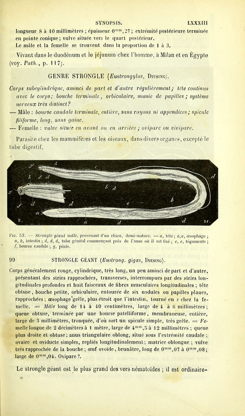 longueur 8 à 10 millimètres ; épaisseur 0,2 ; extrémité postérieure terminée en pointe conique; vulve située vers le quart postérieur. Le mâle et la femelle se trouvent dans la proportion de 1 à 3. Vivant dans le duodénum et le jéjunum cliez l'homme, à Milan et en Égypte (voy. Path., p. 11 7j. GENRE STRONGLE {Euslrongylus, Diesing). Corps subeijHndriquc, aminci de pari et d'autre régulièrement ; tête continua avec le corps; bouche terminale, orbiculaire, munie de papilles ; système nerveux très distinct? — Mâle : bourse caudale terminale, entière, sans rayons ni appendices ; spicule filiforme, long, sans gaine. — Femelle : vulve située en avant ou en arrière ; ovipare ou vivipare. Parasiie cliez les mammifères el les oiseaux, dans divers organes, excepté le tube digestif. KiG. 53. — Slrongle géant màlc, pi'ovejianl J'iiii cliien, Jemi-naliire. —a, lèlo; a,«, œsophage ; a, b, intestin ; d, d, d, tube génital commençant près do l'anus où il est fixé ; e, e, téguments ; f, bourse caudale ; g, pénis. 99 STRONGLE GÉ.4NT (Eustrong. gigas, Diesing). Corps généralement rouge, cylindrique, très long, un peu aminci départ et d'autre, présentant des stries rapprochées, transverses, interrompues par des stries lon- gitudinales profondes et huit faisceaux de fibres musculaires longitudinales ; tète obtuse, bouche petite, orbiiuluire, entourée de six nodules ou papilles planes, rapprochées; œsophage'grèle, plus étroit que l'intestin, tourné en s chez la fe- melle. == Mâle long de 14 à 40 centimètres, largo de 4 à 6 millimèires; queue obtuse, terminée par une bourse patelliforme, membraneuse, entière, large de .3 millimètres, tronquée, d'où sort un spicule simple, très grêle. = Fe- melle longue de 2 décimètres à 1 mètre, large de 4'',5 à 12 millimètres ; queue plus droite et obtuse; anus triangulaire oblong, situé sous rextréinité caudale ; ovaire et oviducte simples, repliés longitudinaleincnl; matrice oblongue ; vulve très rapprochée de la bouche; oeuf ovoïde, brunâtre, long de 0,07 à 0,08; large de 0'',04. Ovipare?. Le strongle géant est le plus grand des vers nématoïdes ; il est ordinaire-
